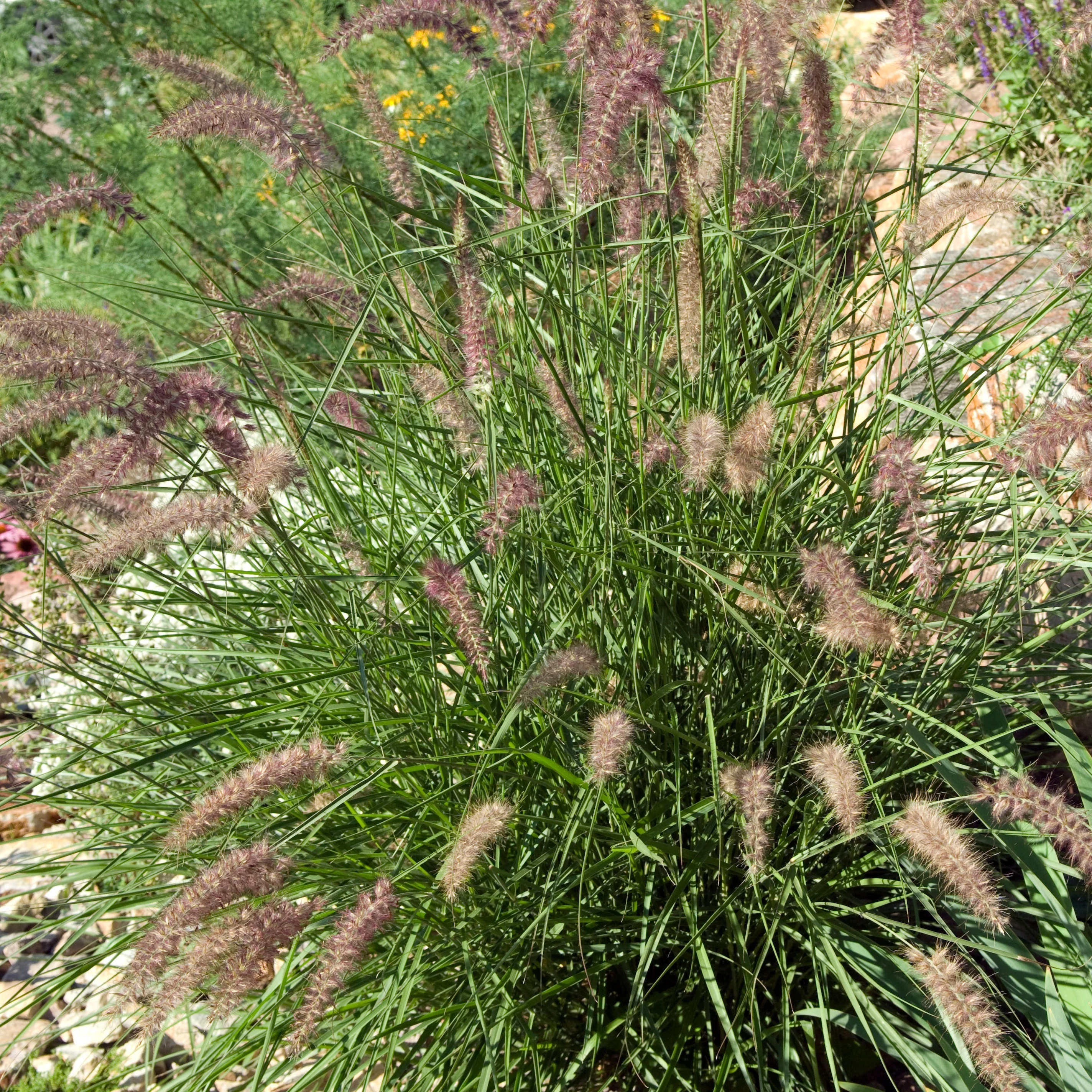 Herbe aux écouvillons d'Orient - Pennisetum