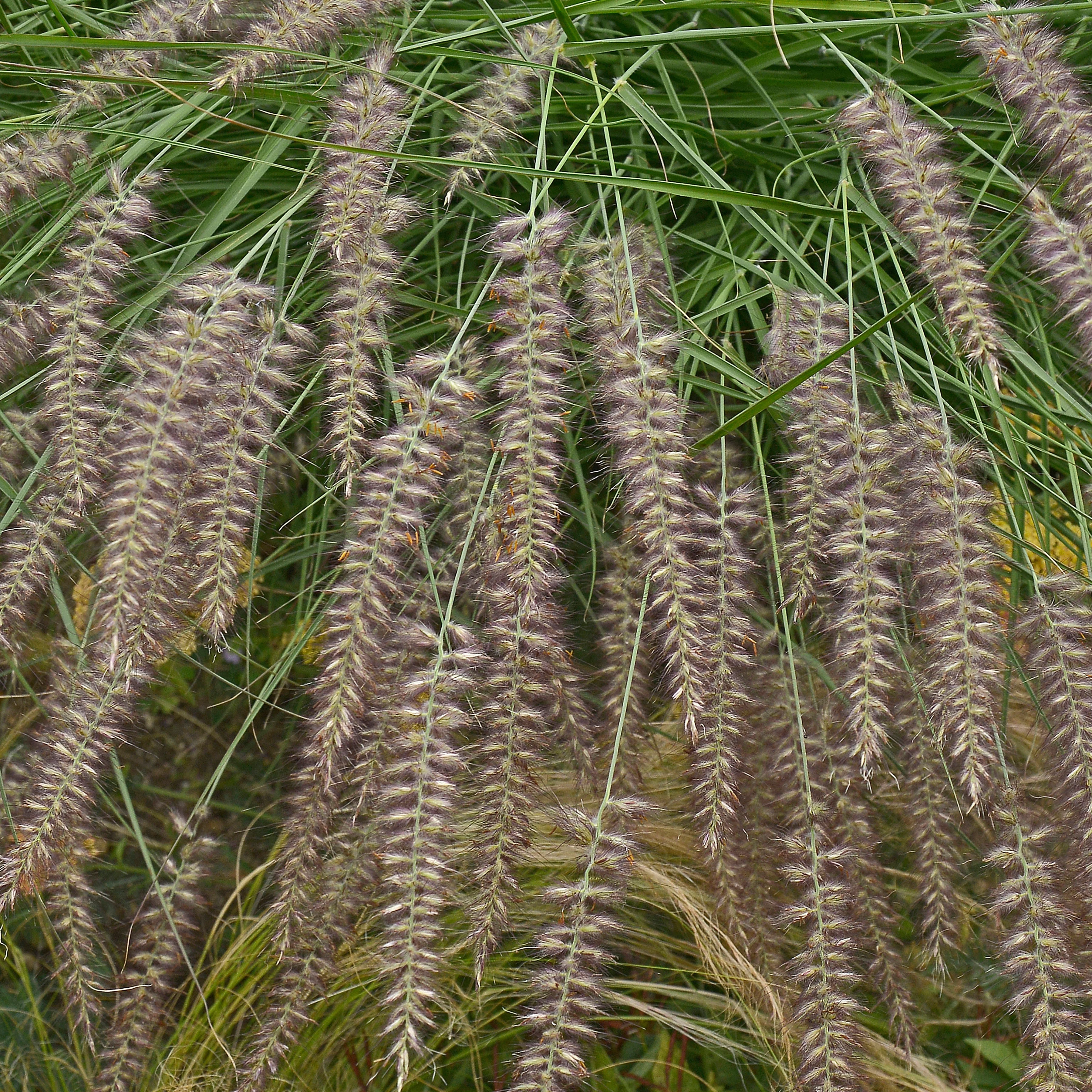 Herbe aux écouvillons d'Orient - Pennisetum - Image 2