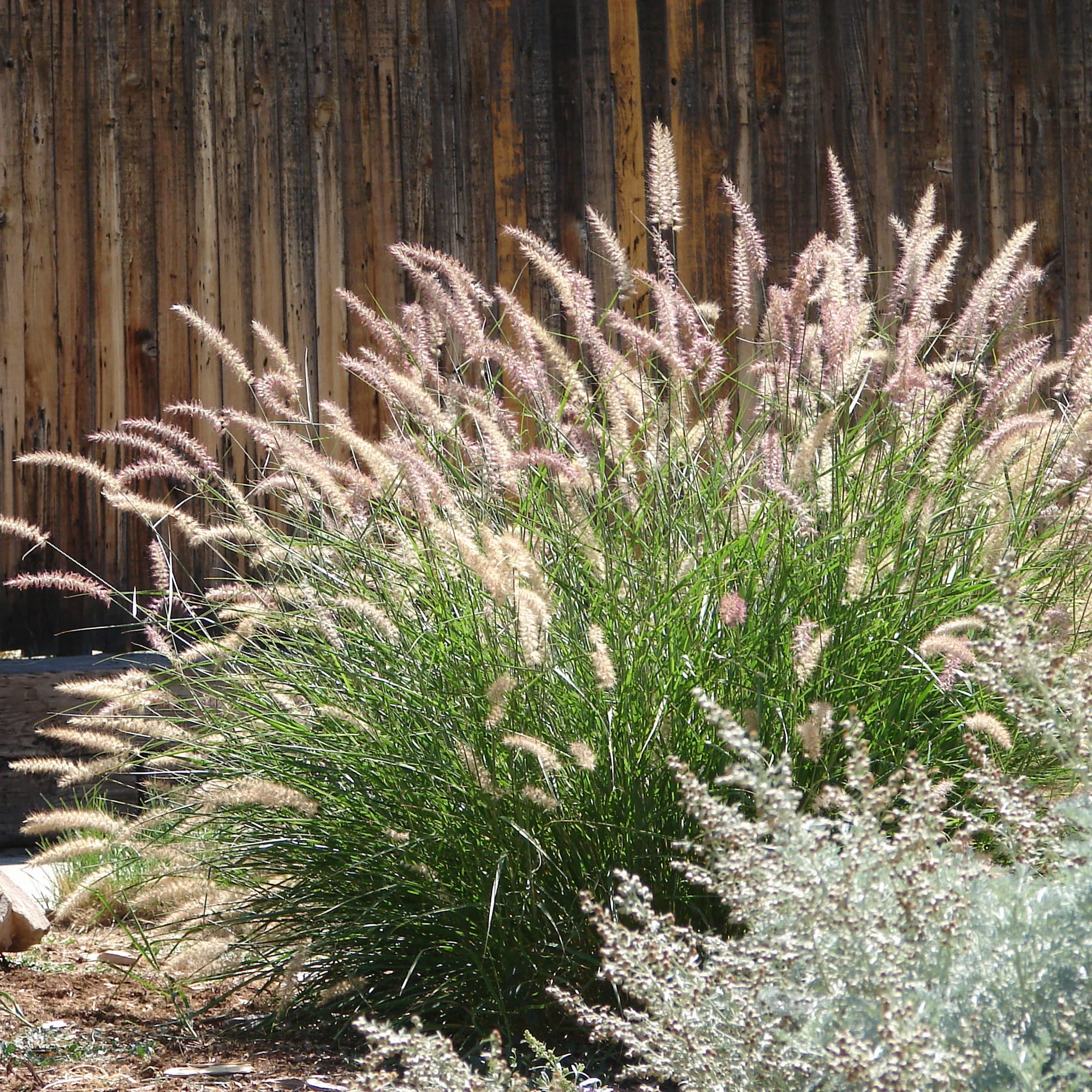 Herbe aux écouvillons d'Orient - Pennisetum - Image 3
