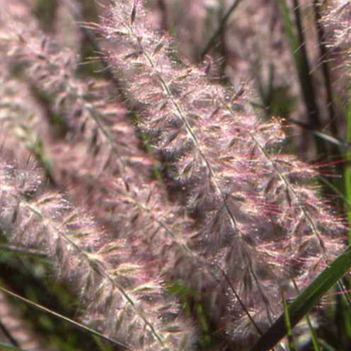 Herbe aux écouvillons d'Orient - Pennisetum - Image 4