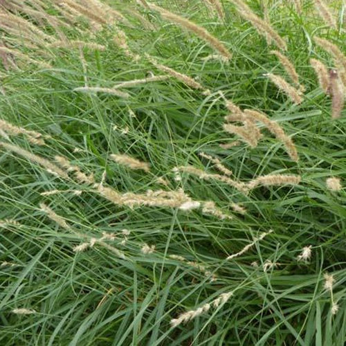 Herbe aux écouvillons frangée de cils - Pennisetum