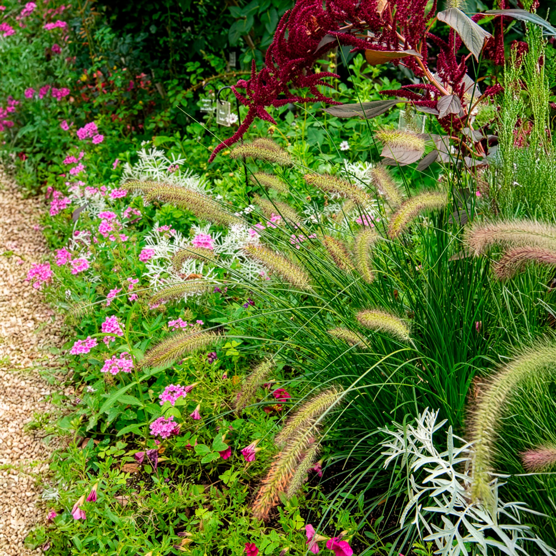 Herbe aux écouvillons Gelbstiel - Pennisetum