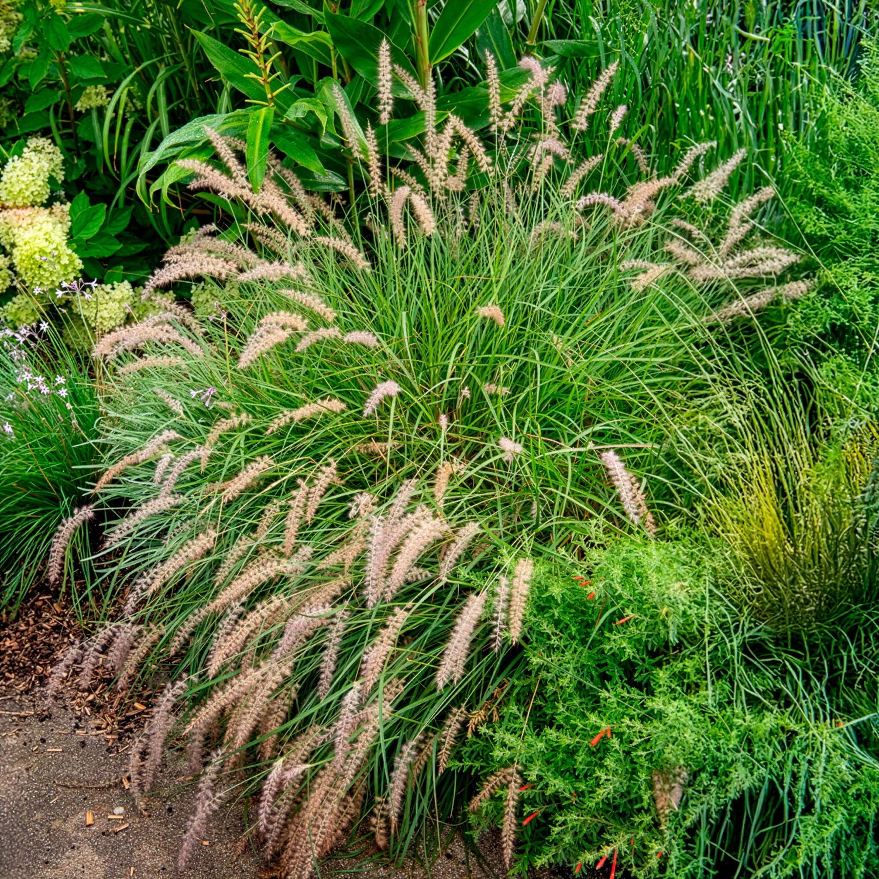 Herbe aux écouvillons Gelbstiel - Pennisetum - Image 2