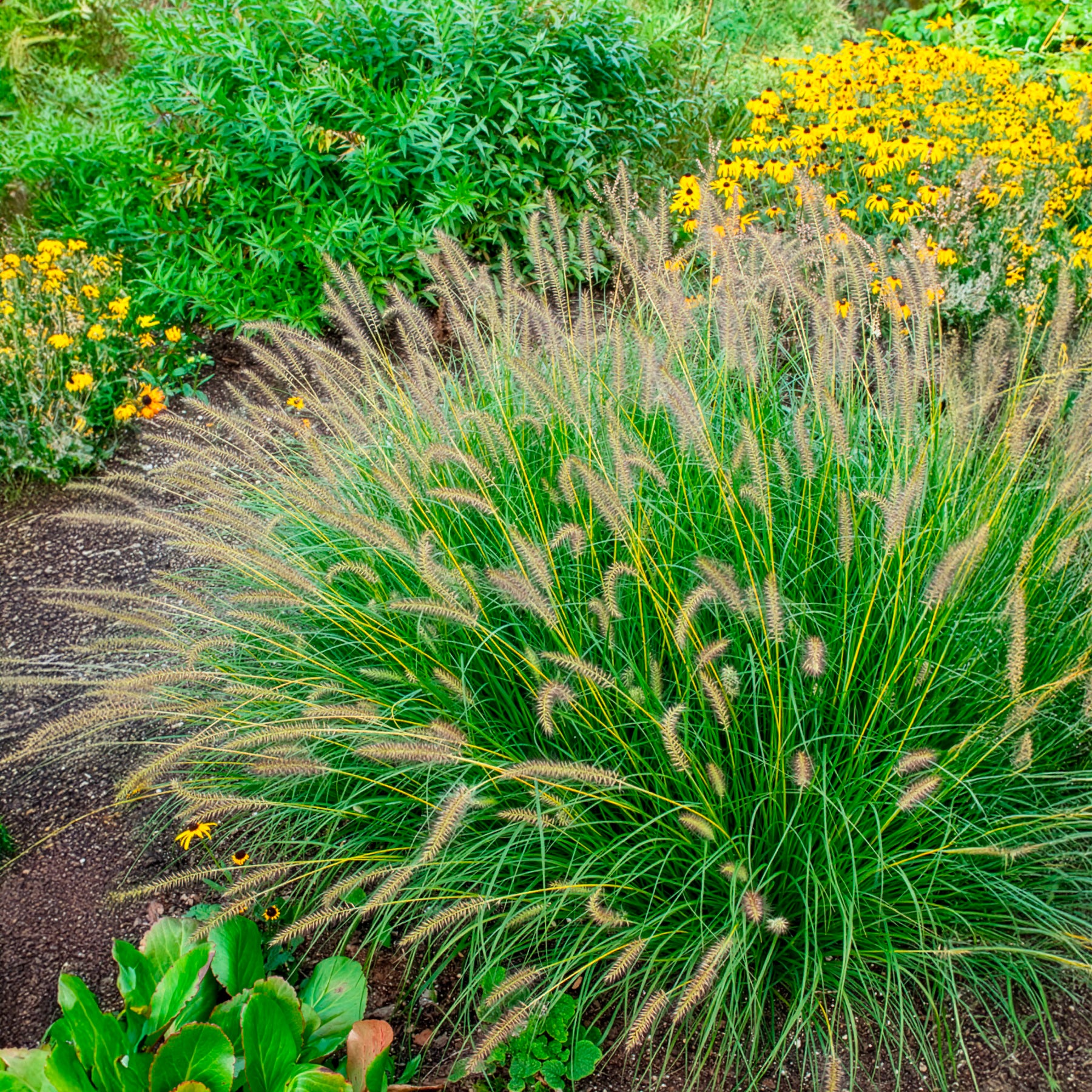 Herbe aux écouvillons Gelbstiel - Pennisetum - Image 3