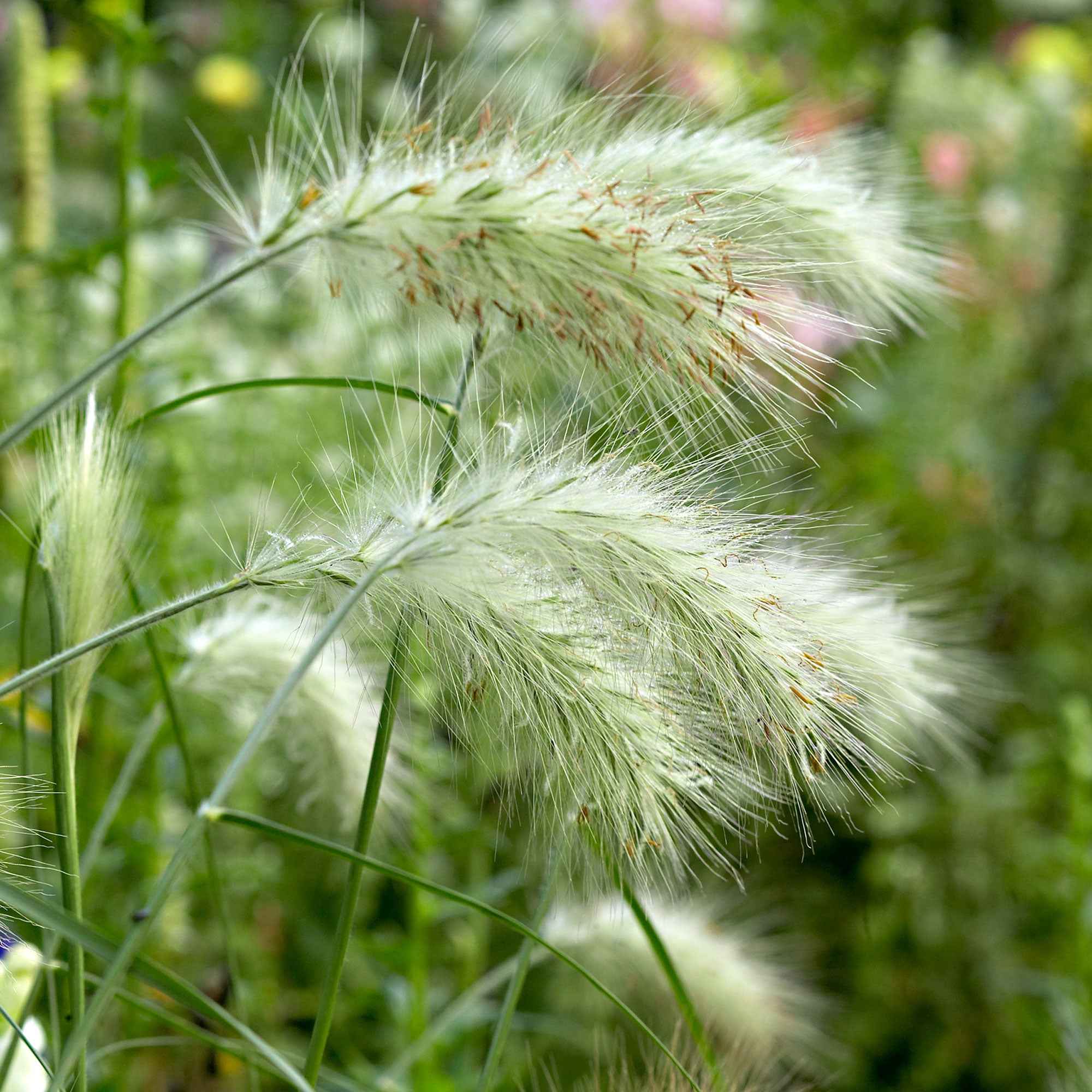 Herbe aux écouvillons 'Hameln' - Image 3