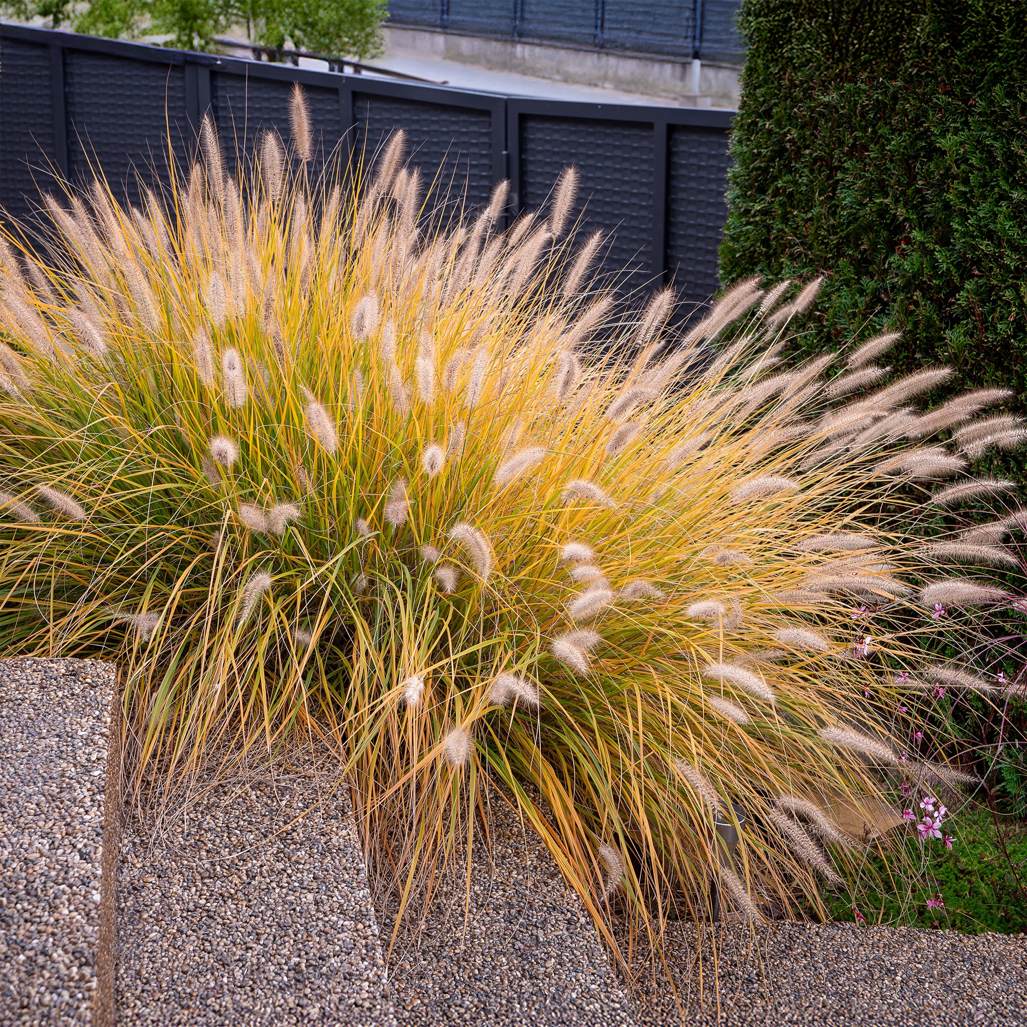 Herbe aux écouvillons 'Hameln' - Image 4
