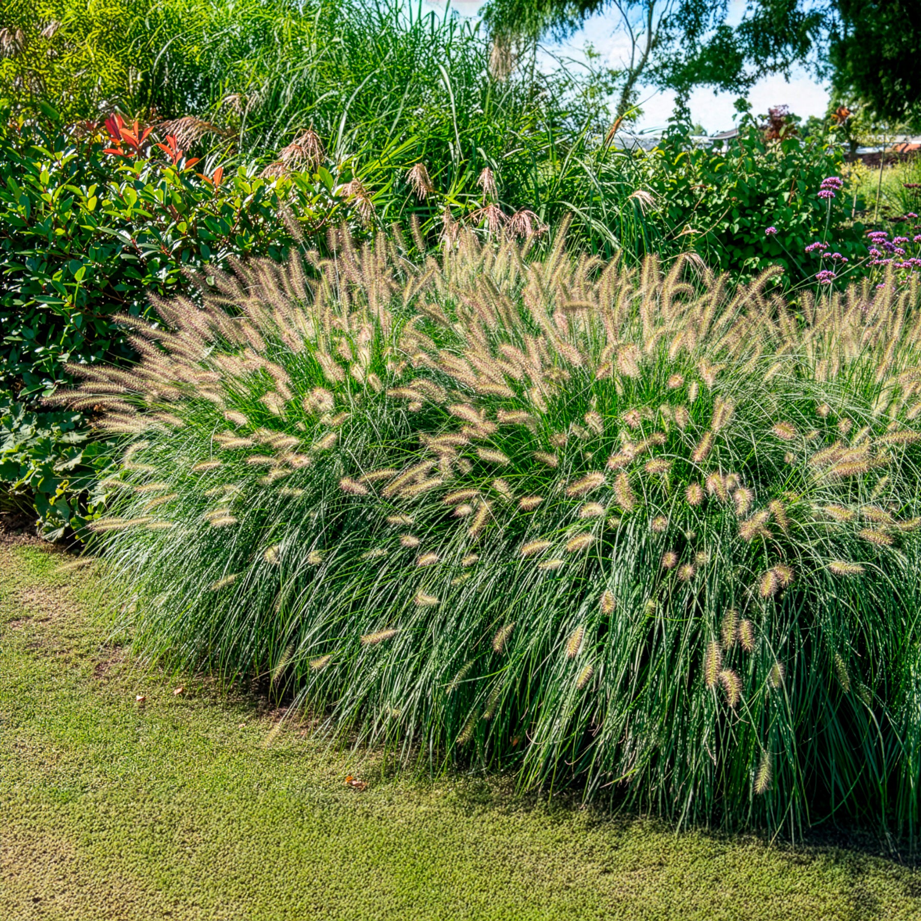 Herbe aux écouvillons 'Hameln' - Image 6