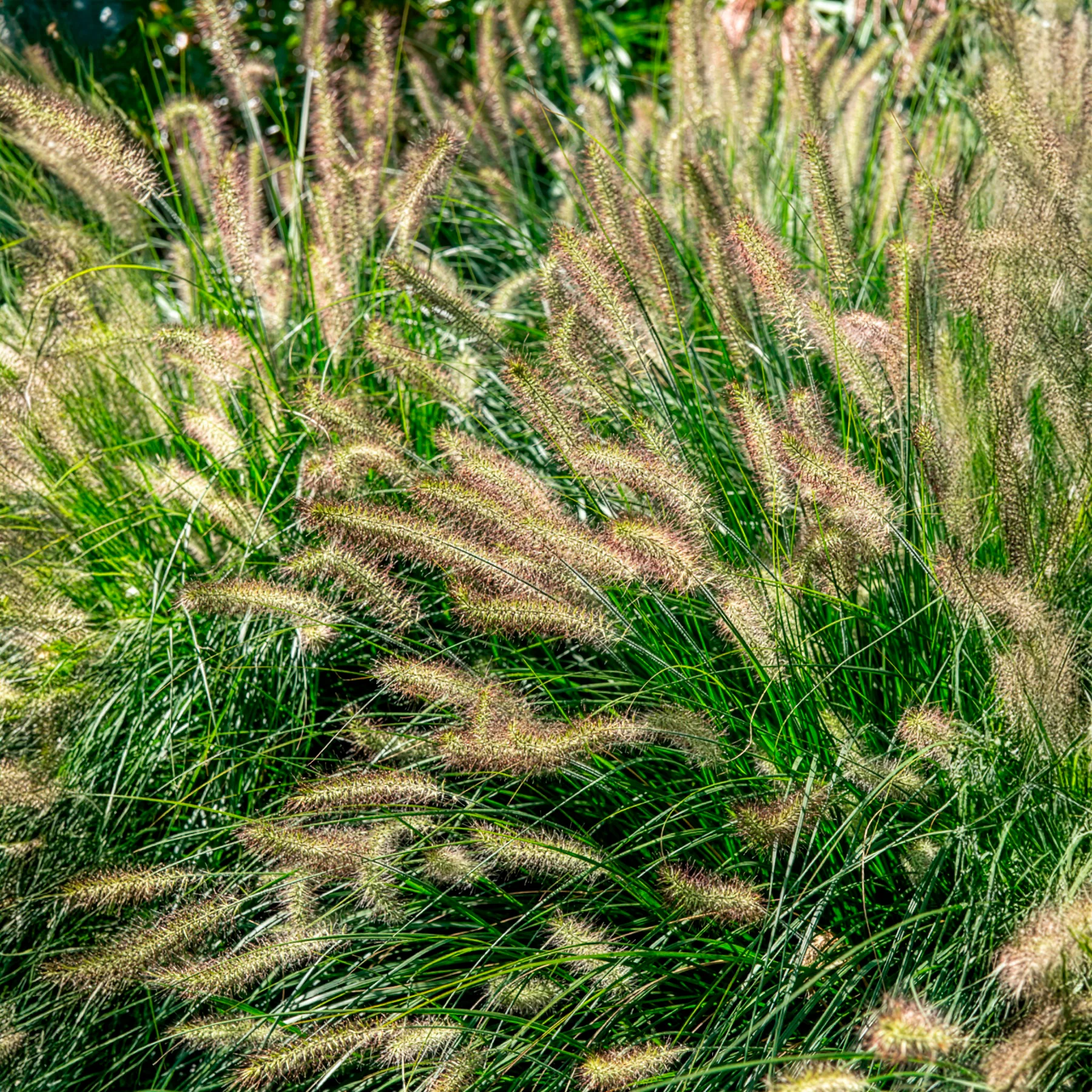Herbe aux écouvillons 'Hameln' - Image 7