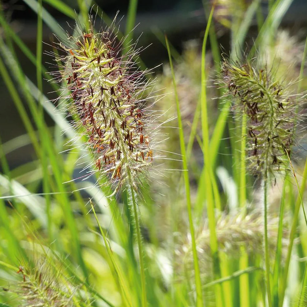 Herbe aux écouvillons Hameln Gold - Pennisetum