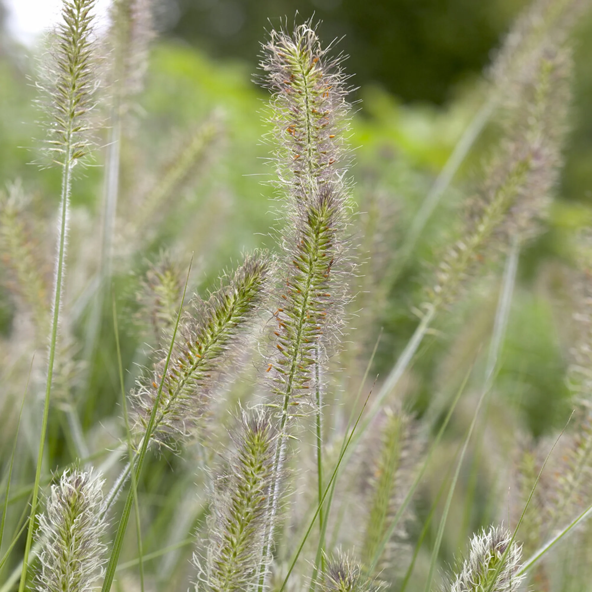 Herbe aux écouvillons Herbstzauber - Pennisetum