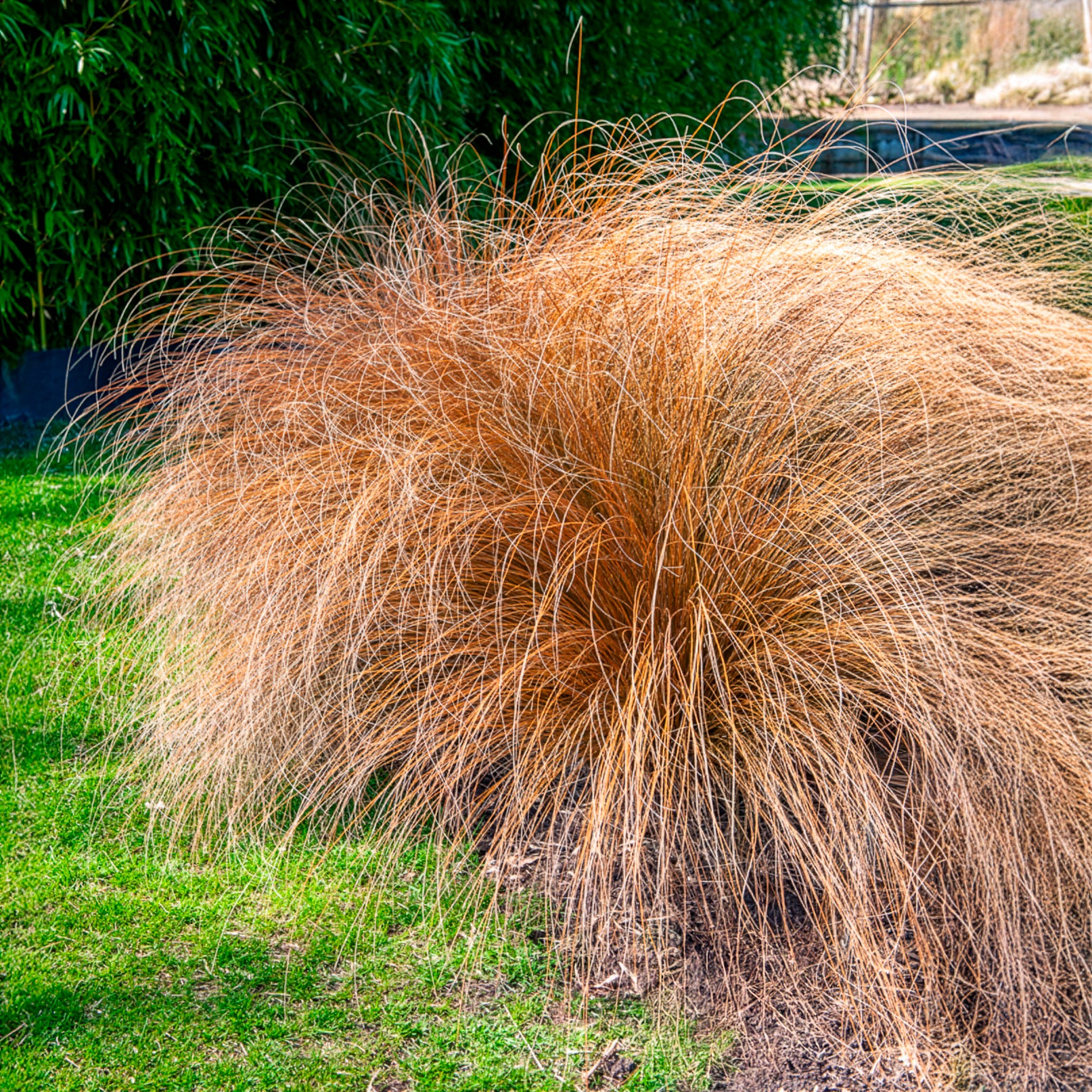 Herbe aux écouvillons Herbstzauber - Pennisetum - Image 2