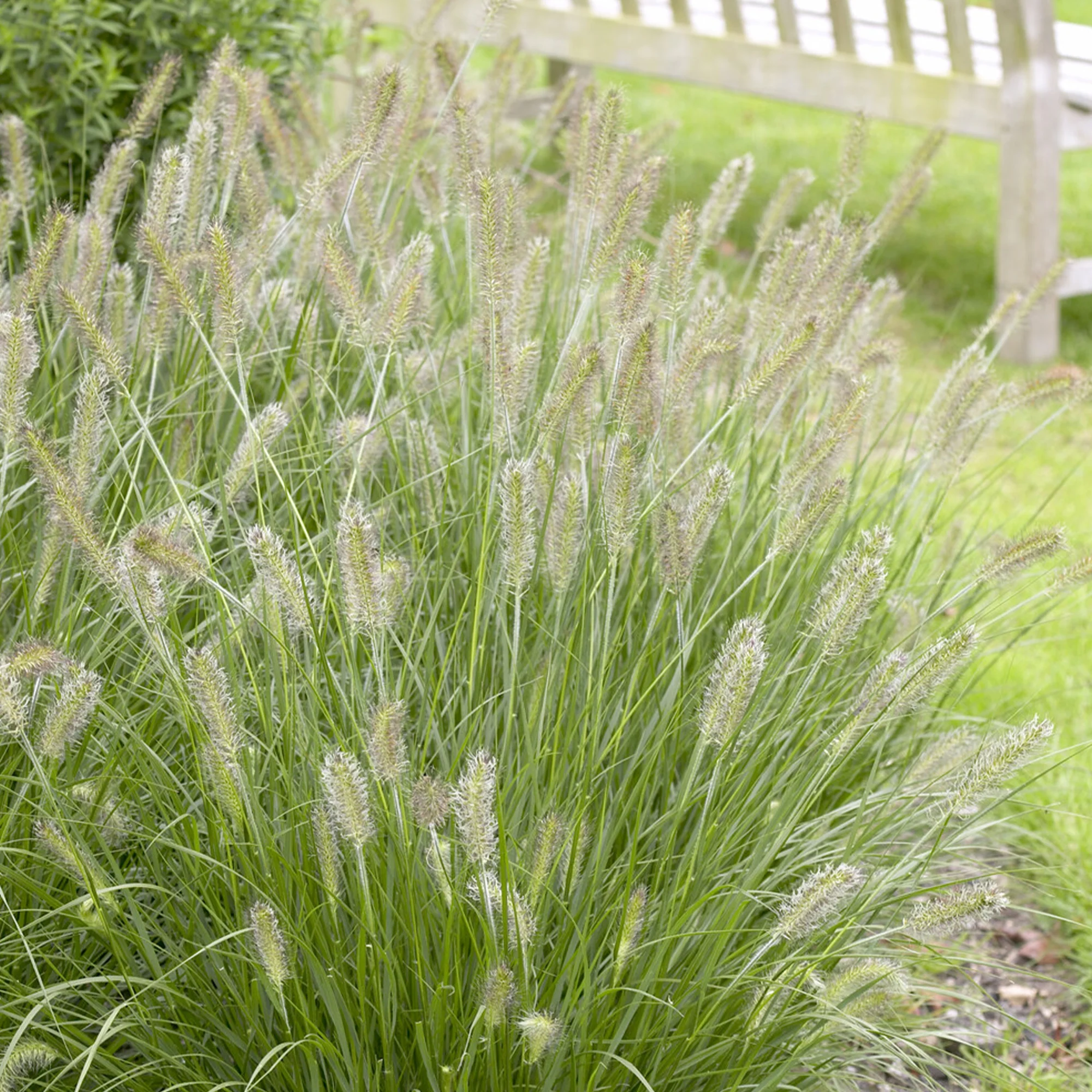 Herbe aux écouvillons Herbstzauber - Pennisetum - Image 3