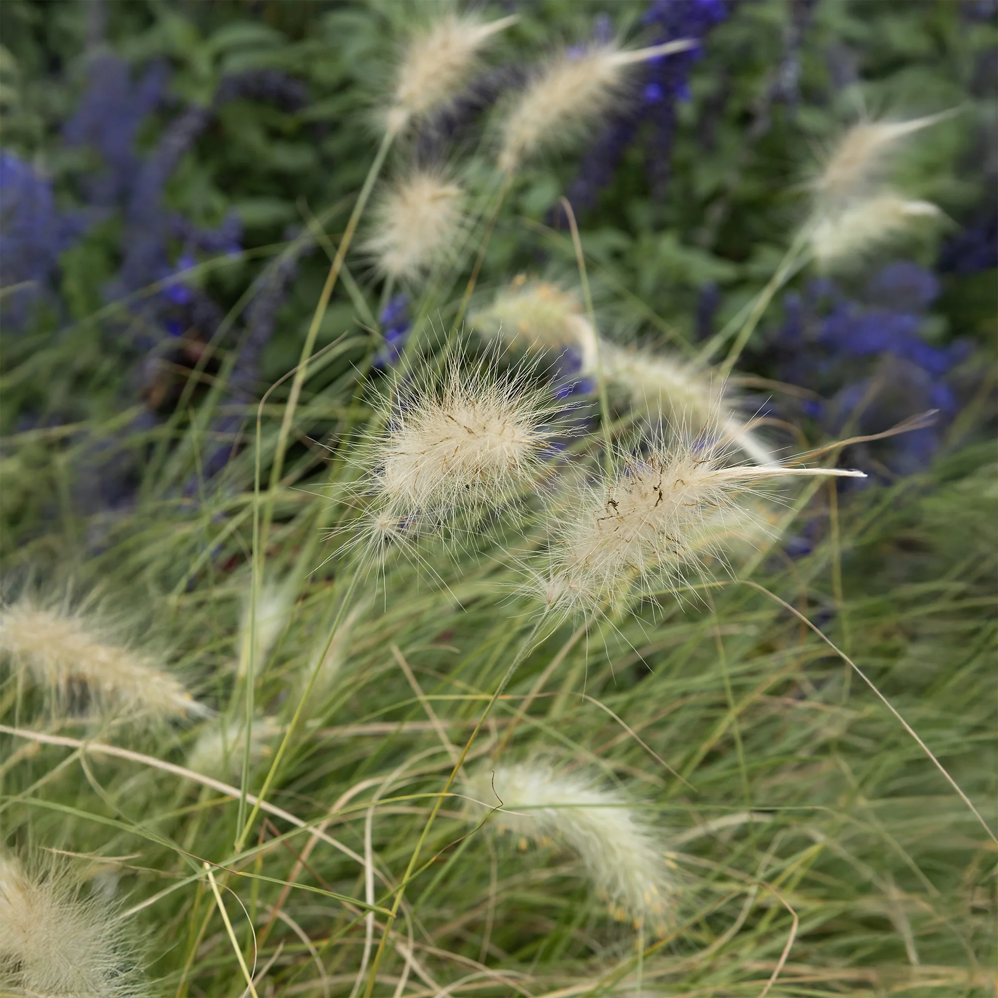 Herbe aux écouvillons hérissée - Pennisetum