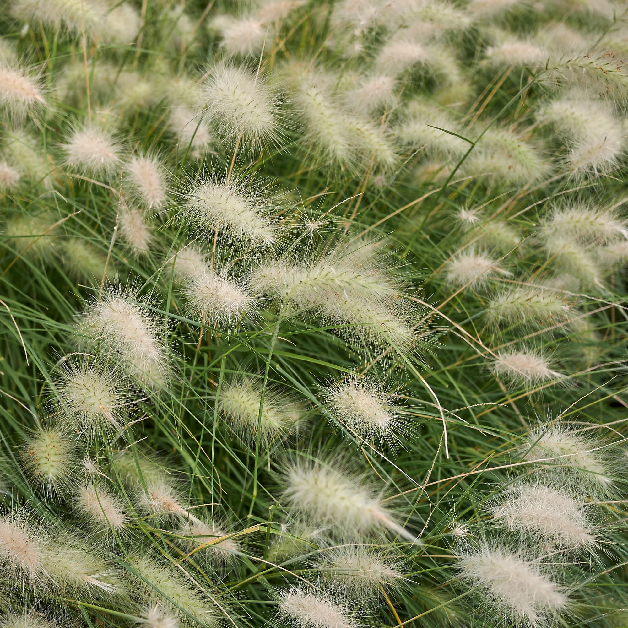 Herbe aux écouvillons hérissée - Pennisetum - Image 2