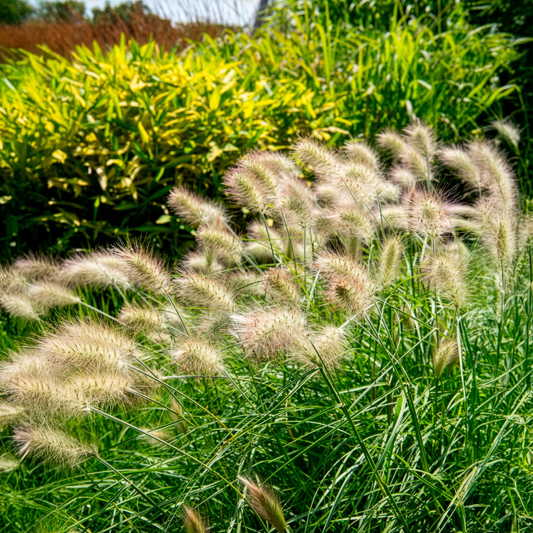 Herbe aux écouvillons hérissée - Pennisetum - Image 3