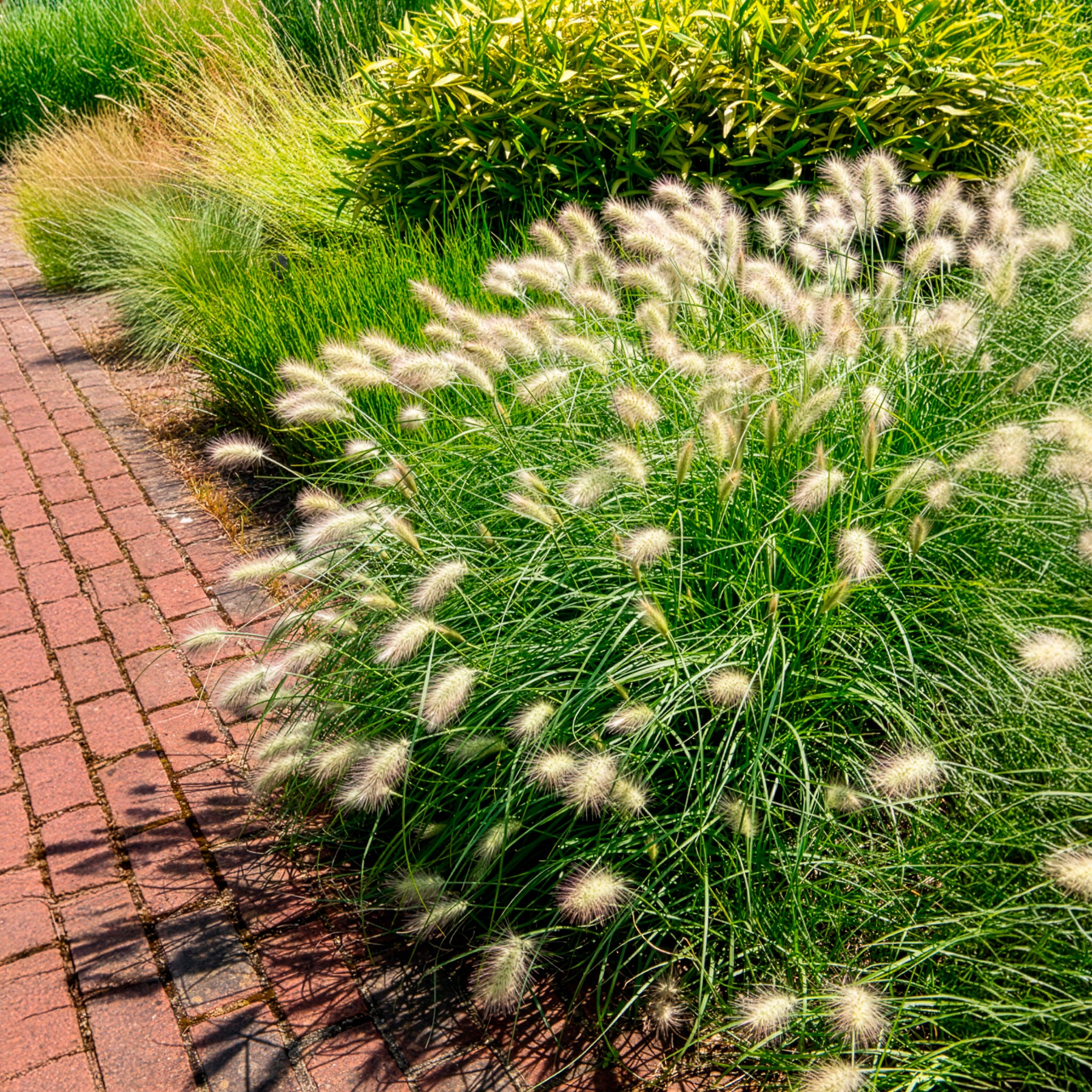 Herbe aux écouvillons hérissée - Pennisetum - Image 4