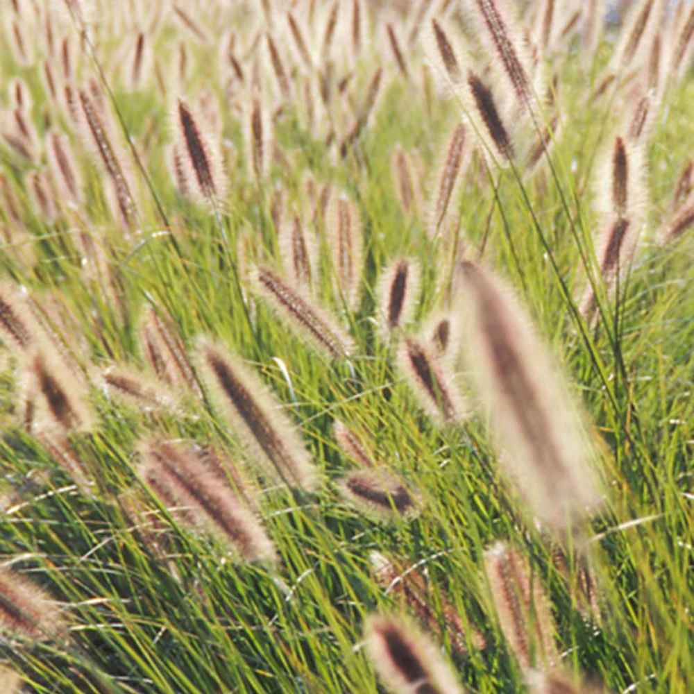 Herbe aux écouvillons Japonicum - Pennisetum