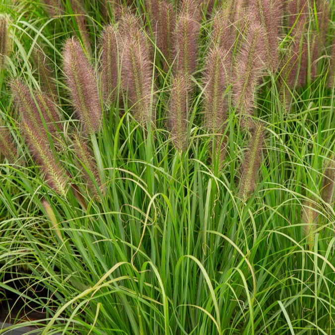 Herbe aux écouvillons Japonicum - Pennisetum - Image 2