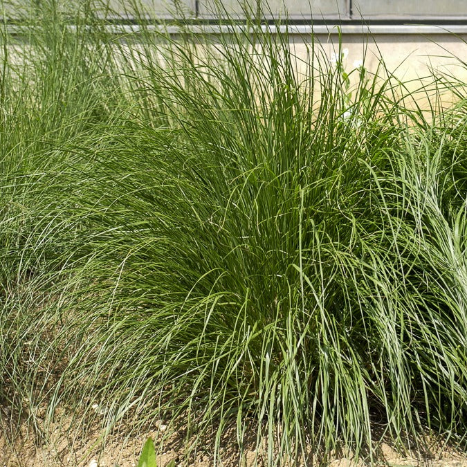 Herbe aux écouvillons Japonicum - Pennisetum - Image 3