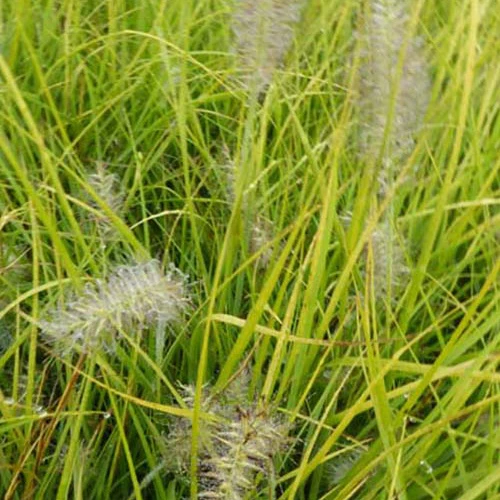 Herbe aux écouvillons Jommenik - Pennisetum
