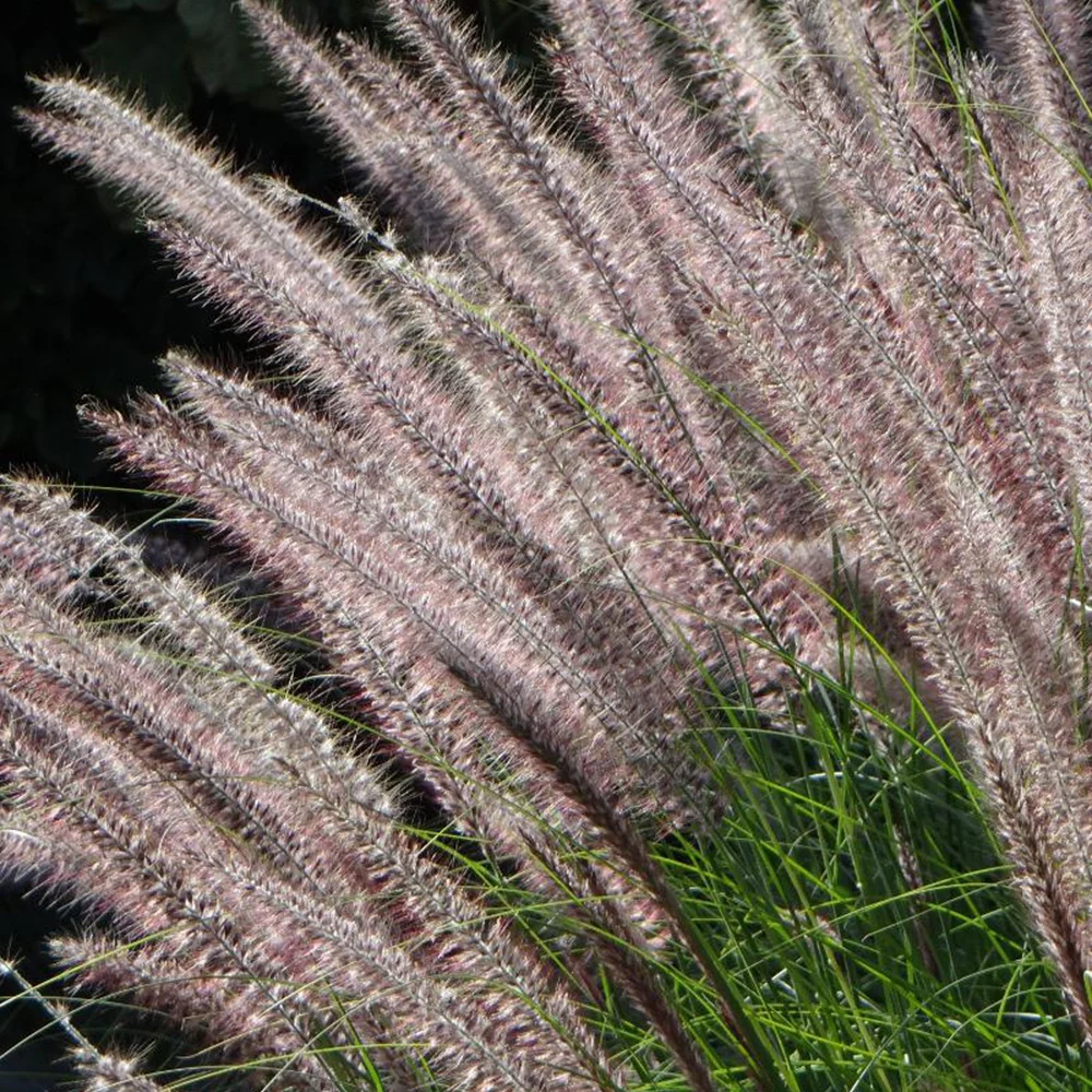 Herbe aux écouvillons Karley Rose ® - Pennisetum