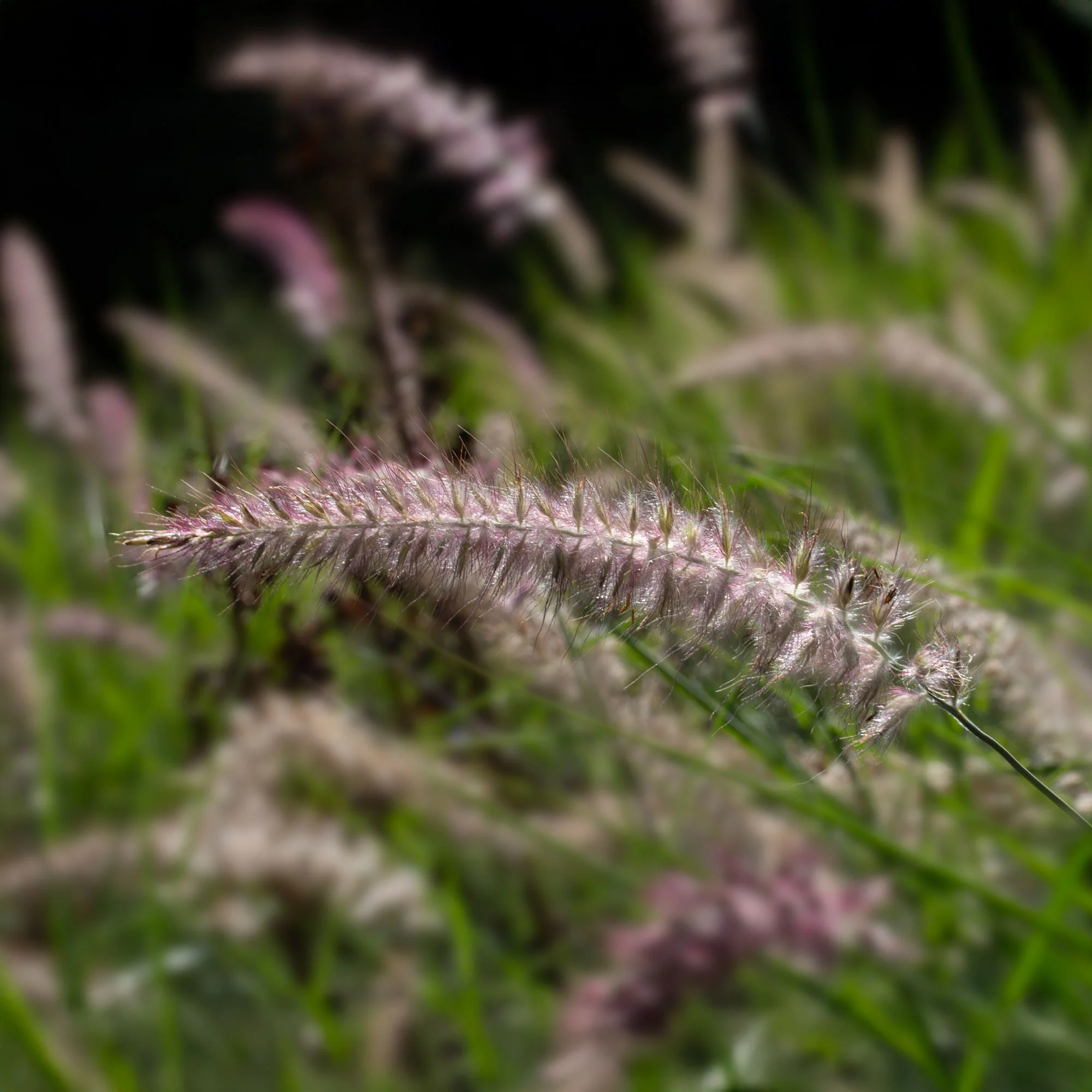 Herbe aux écouvillons Karley Rose ® - Pennisetum - Image 2