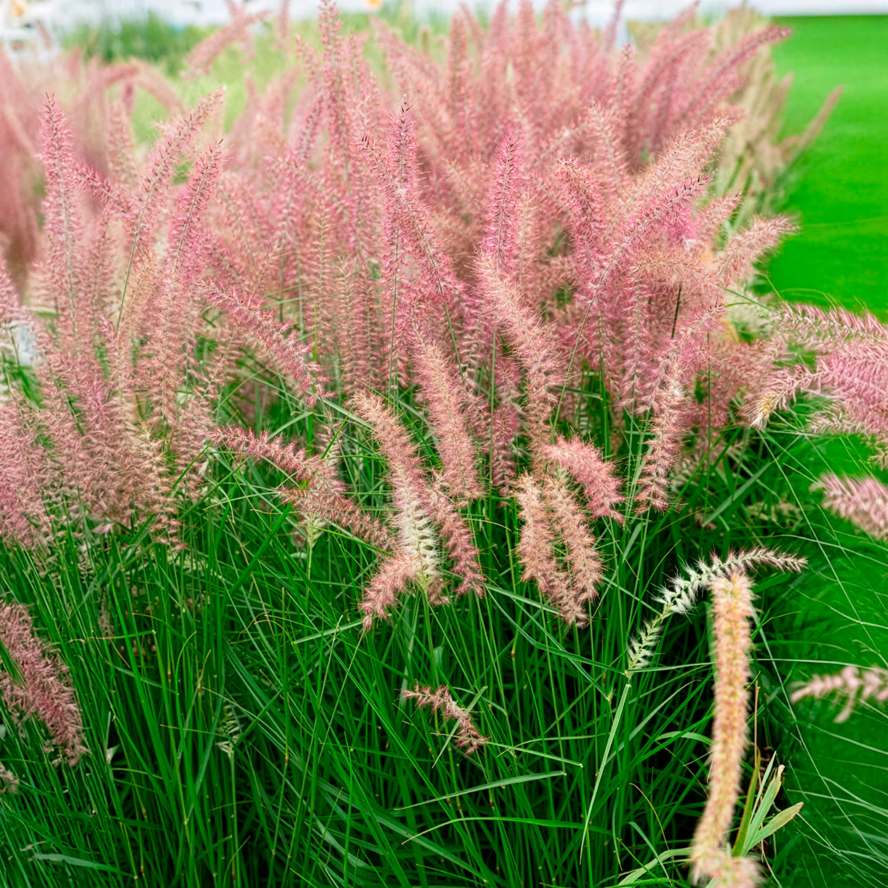 Herbe aux écouvillons Karley Rose ® - Pennisetum - Image 3