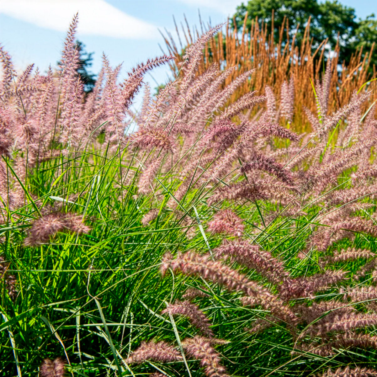 Herbe aux écouvillons Karley Rose ® - Pennisetum - Image 4