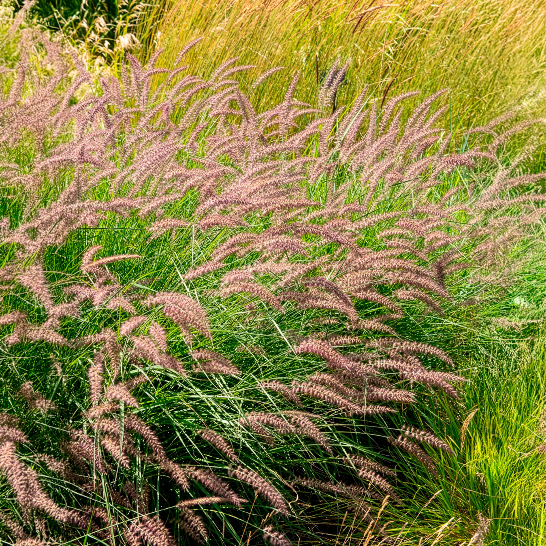 Herbe aux écouvillons Karley Rose ® - Pennisetum - Image 5
