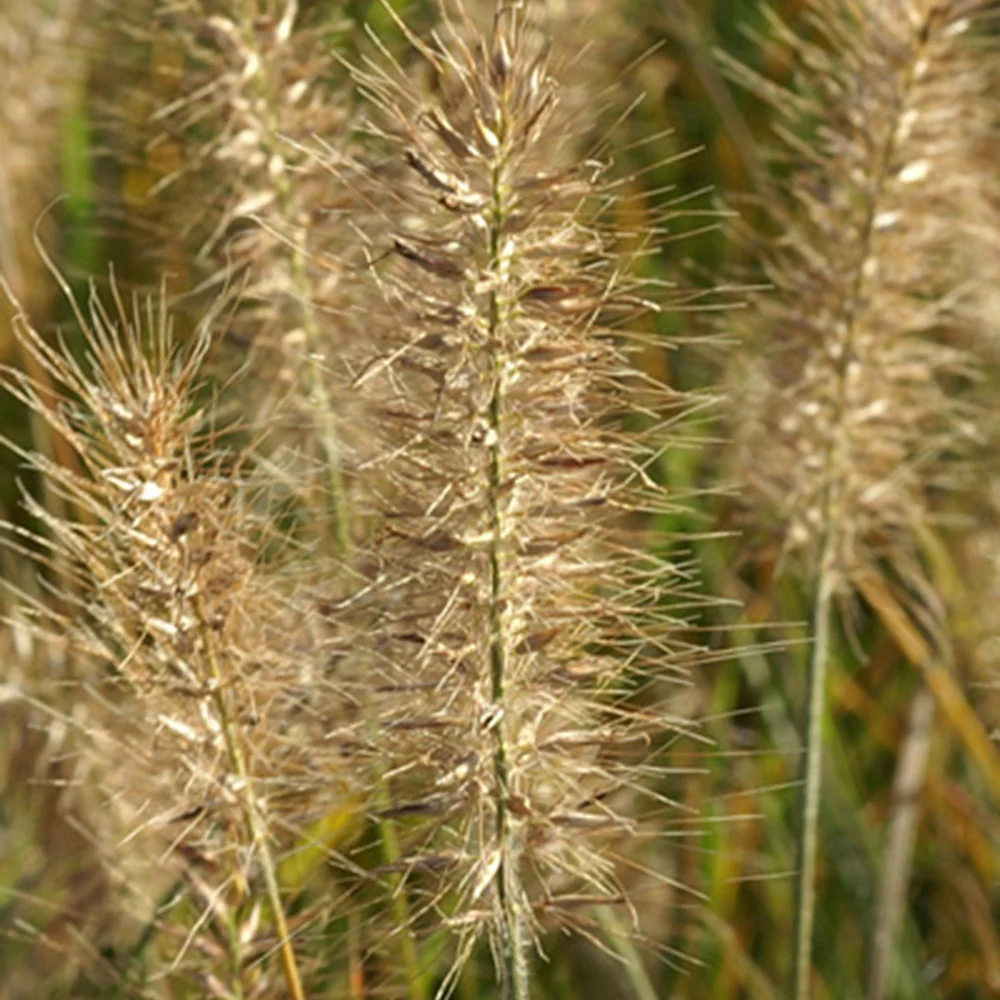 Herbe aux écouvillons Little Bunny - Pennisetum