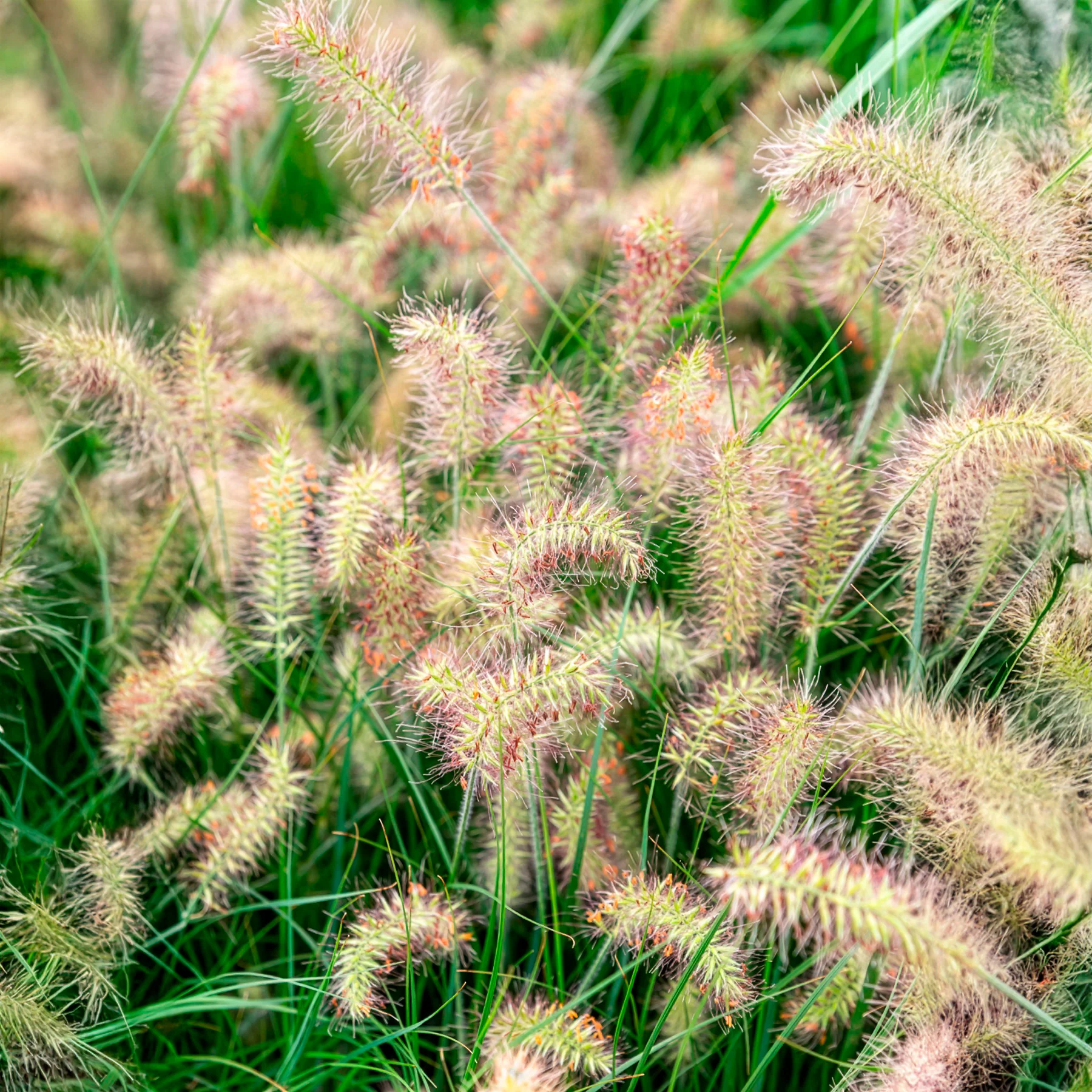 Herbe aux écouvillons Little Bunny - Pennisetum - Image 2