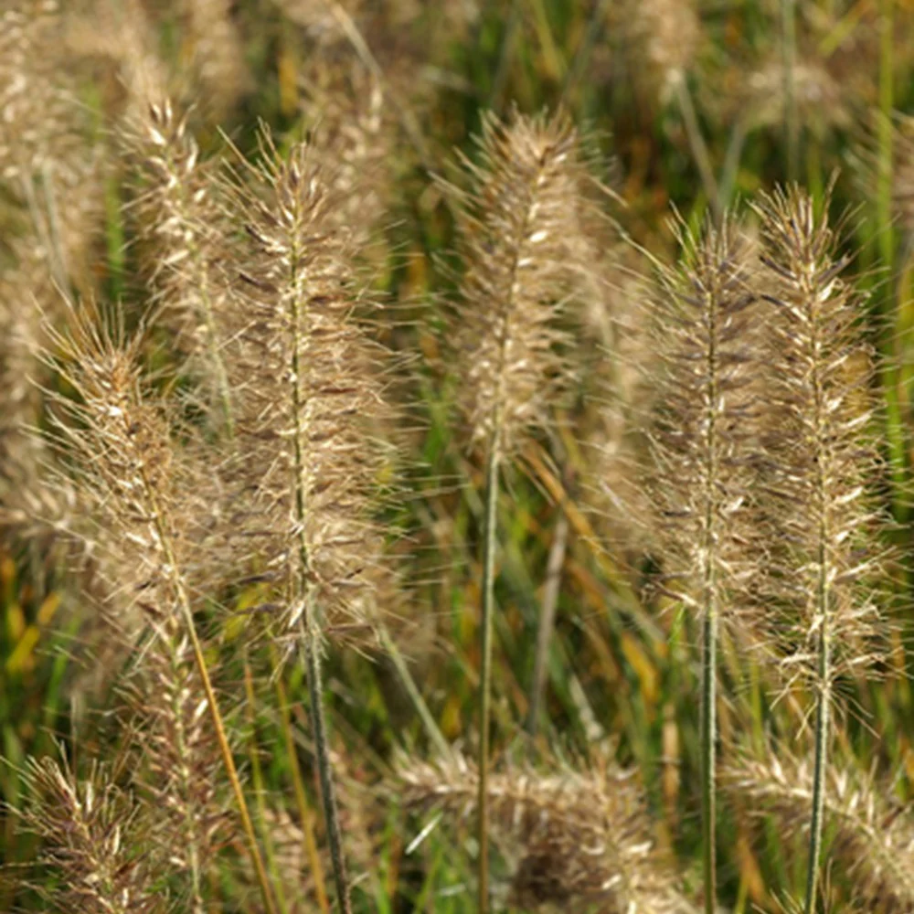 Herbe aux écouvillons Little Bunny - Pennisetum - Image 3