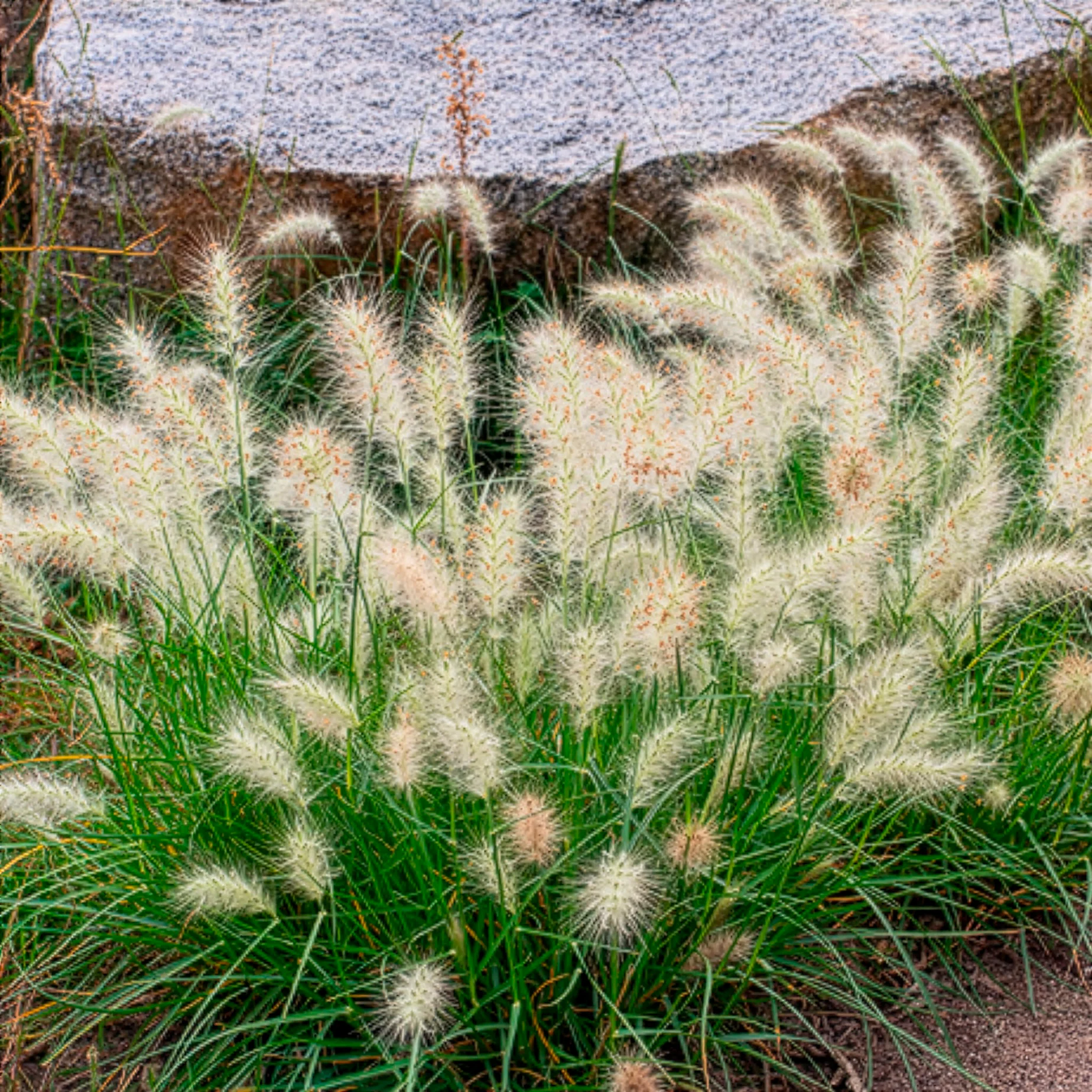 Herbe aux écouvillons Little Bunny - Pennisetum - Image 4