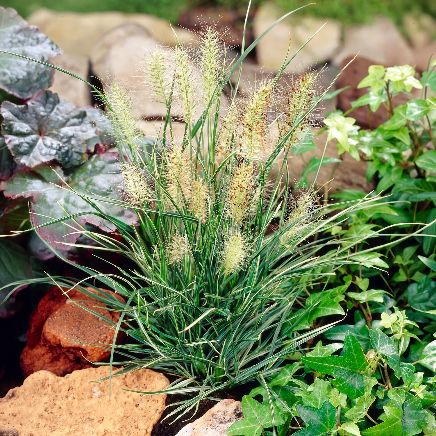 Herbe aux écouvillons Little Honey - Pennisetum - Image 2