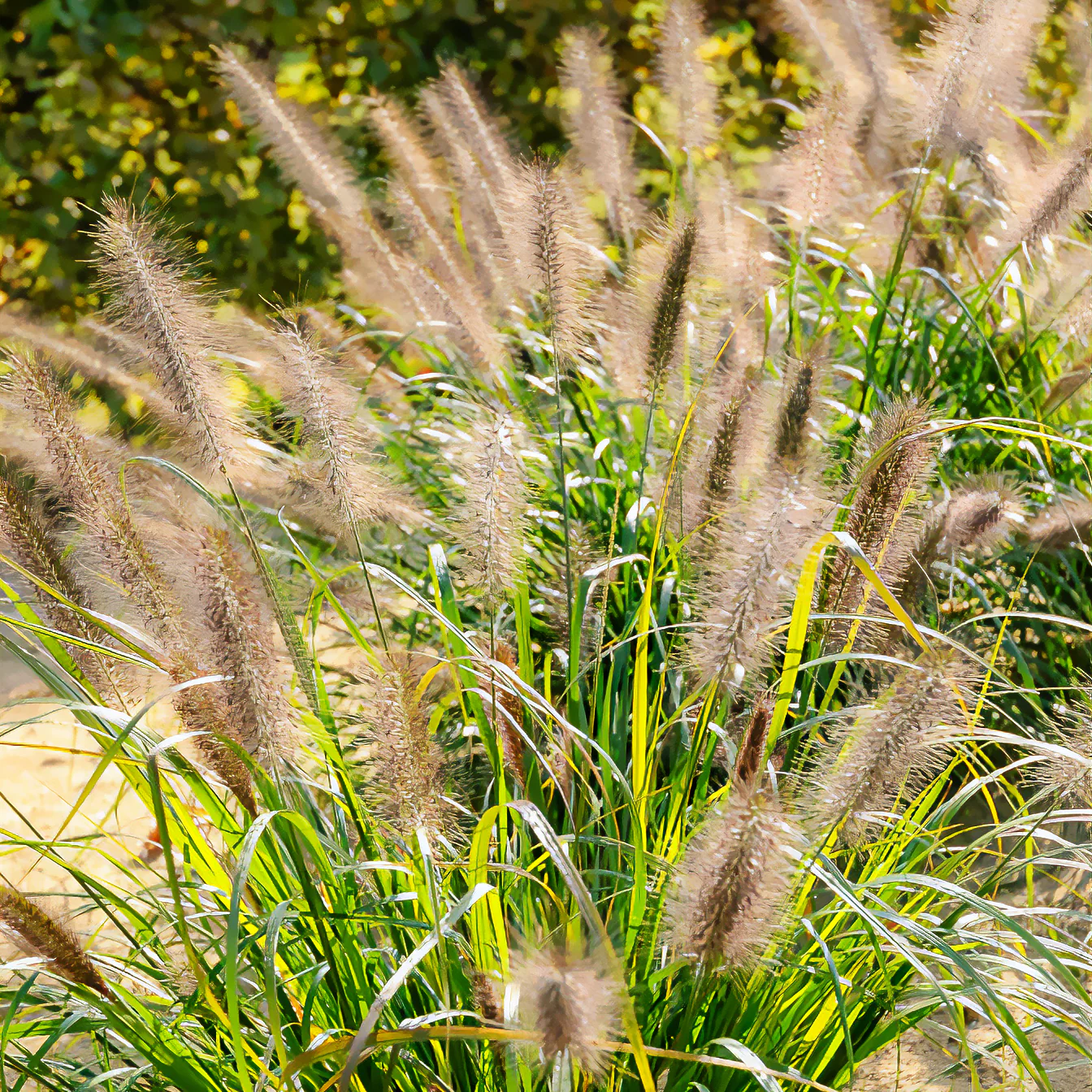Herbe aux écouvillons Moudry - Pennisetum