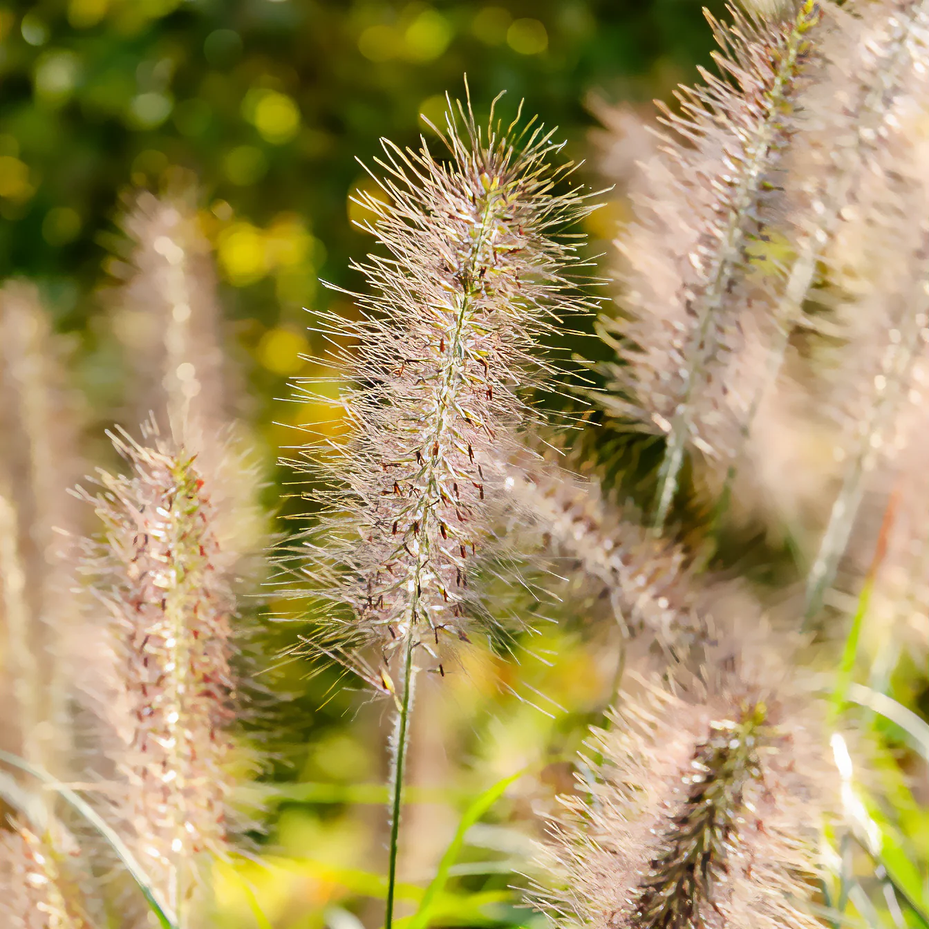 Herbe aux écouvillons Moudry - Pennisetum - Image 2