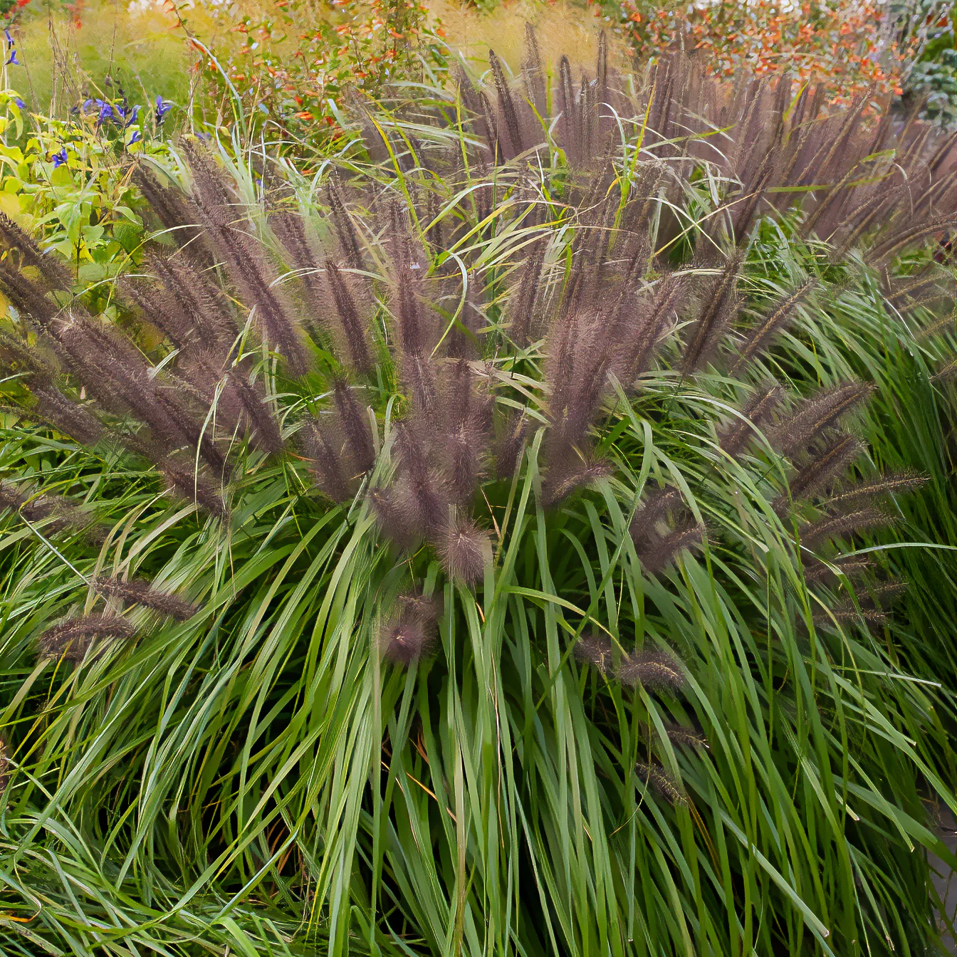 Herbe aux écouvillons Moudry - Pennisetum - Image 3
