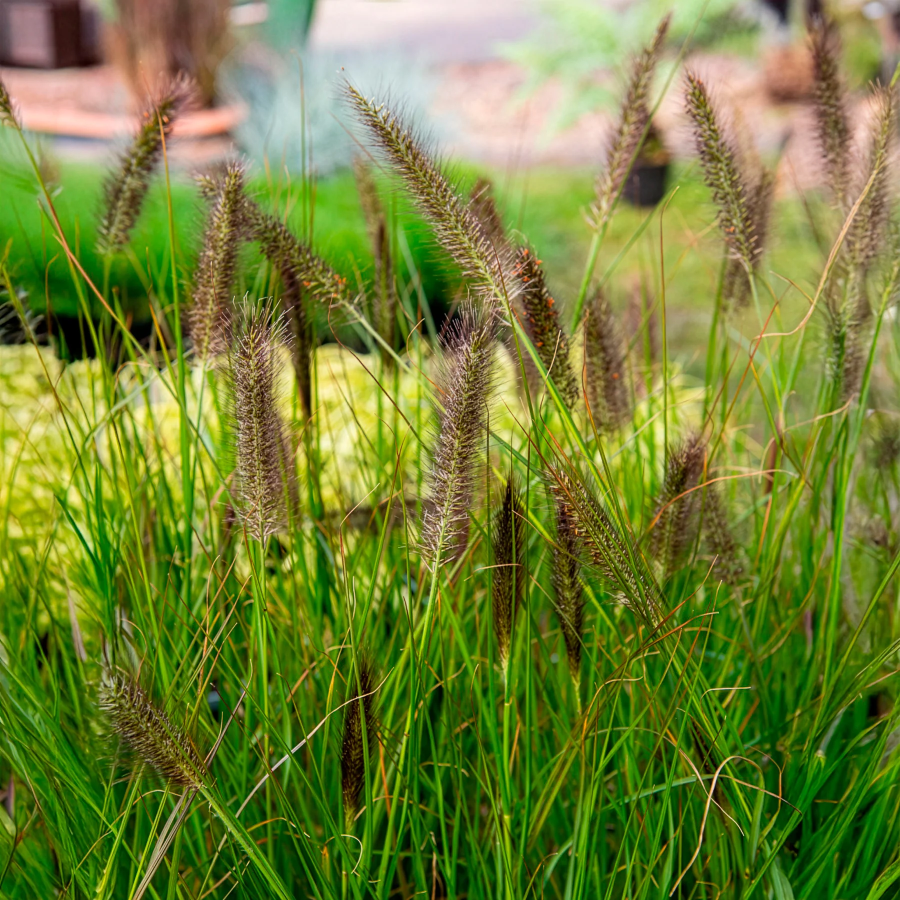 Herbe aux écouvillons Moudry - Pennisetum - Image 4