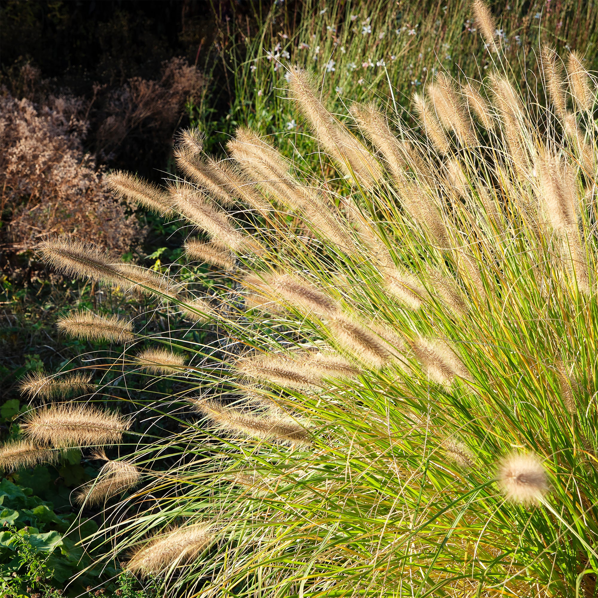 Herbe aux écouvillons - Pennisetum