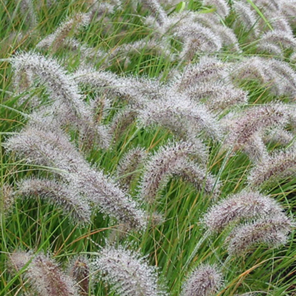 Herbe aux écouvillons - Pennisetum - Image 2