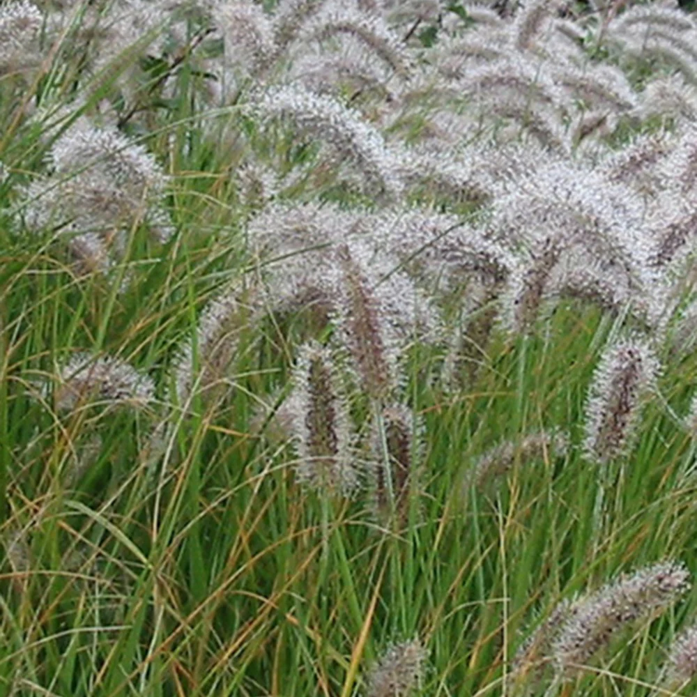 Herbe aux écouvillons - Pennisetum - Image 3