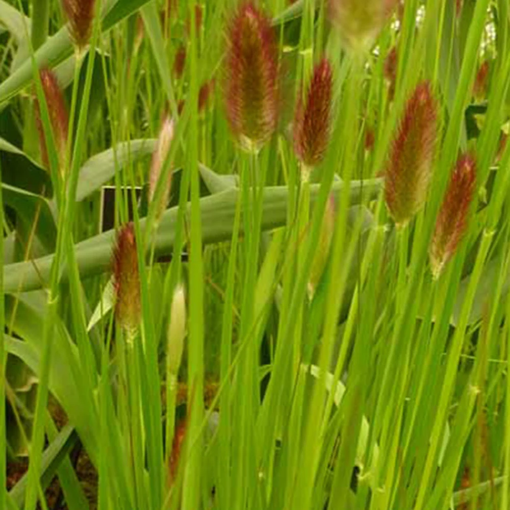 Herbe aux écouvillons Red Buttons - Pennisetum