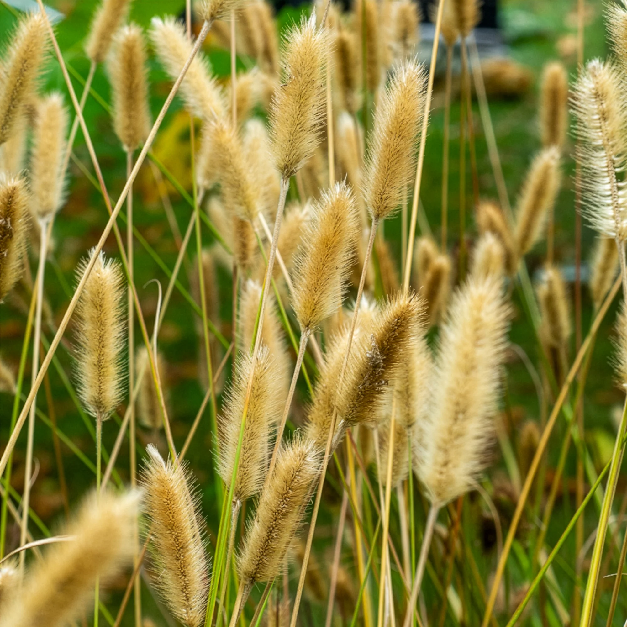 Herbe aux écouvillons Red Buttons - Pennisetum - Image 3