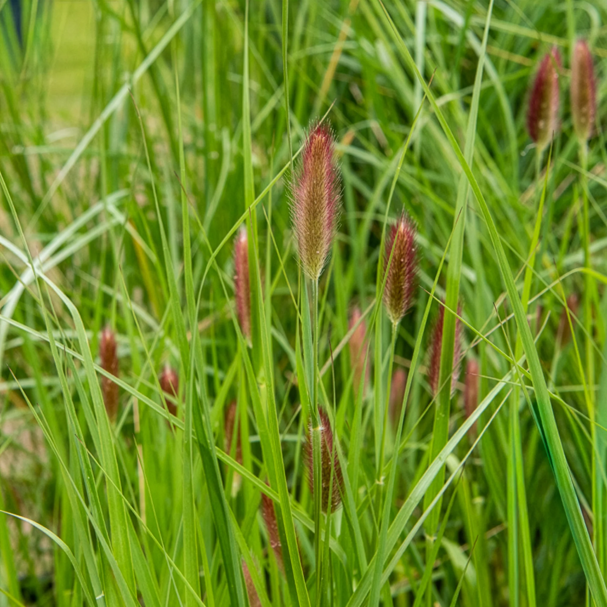 Herbe aux écouvillons Red Buttons - Pennisetum - Image 4