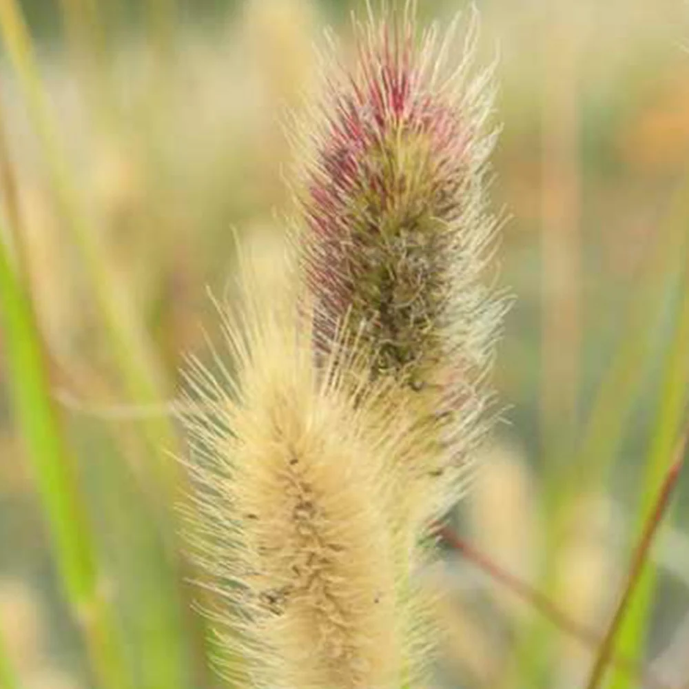 Herbe aux écouvillons Red Buttons - Pennisetum - Image 5