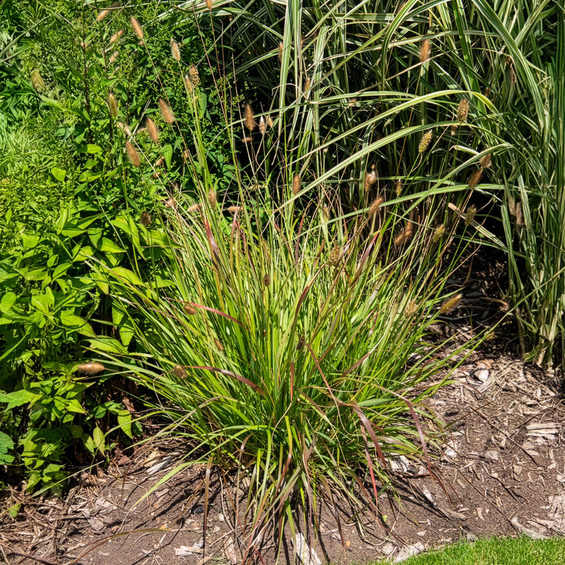Herbe aux écouvillons Red Buttons - Pennisetum - Image 6