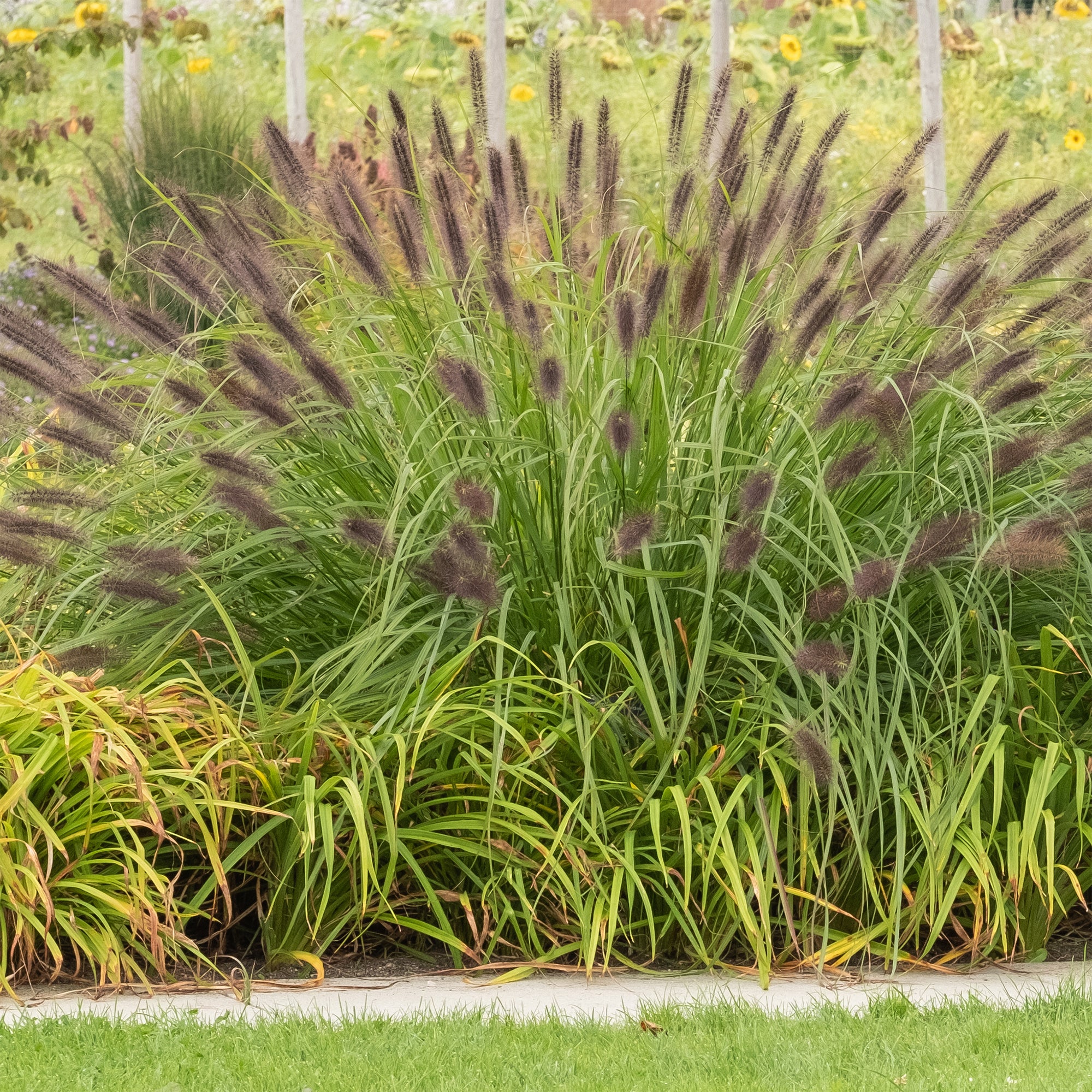 Herbe aux écouvillons 'Viridescens'