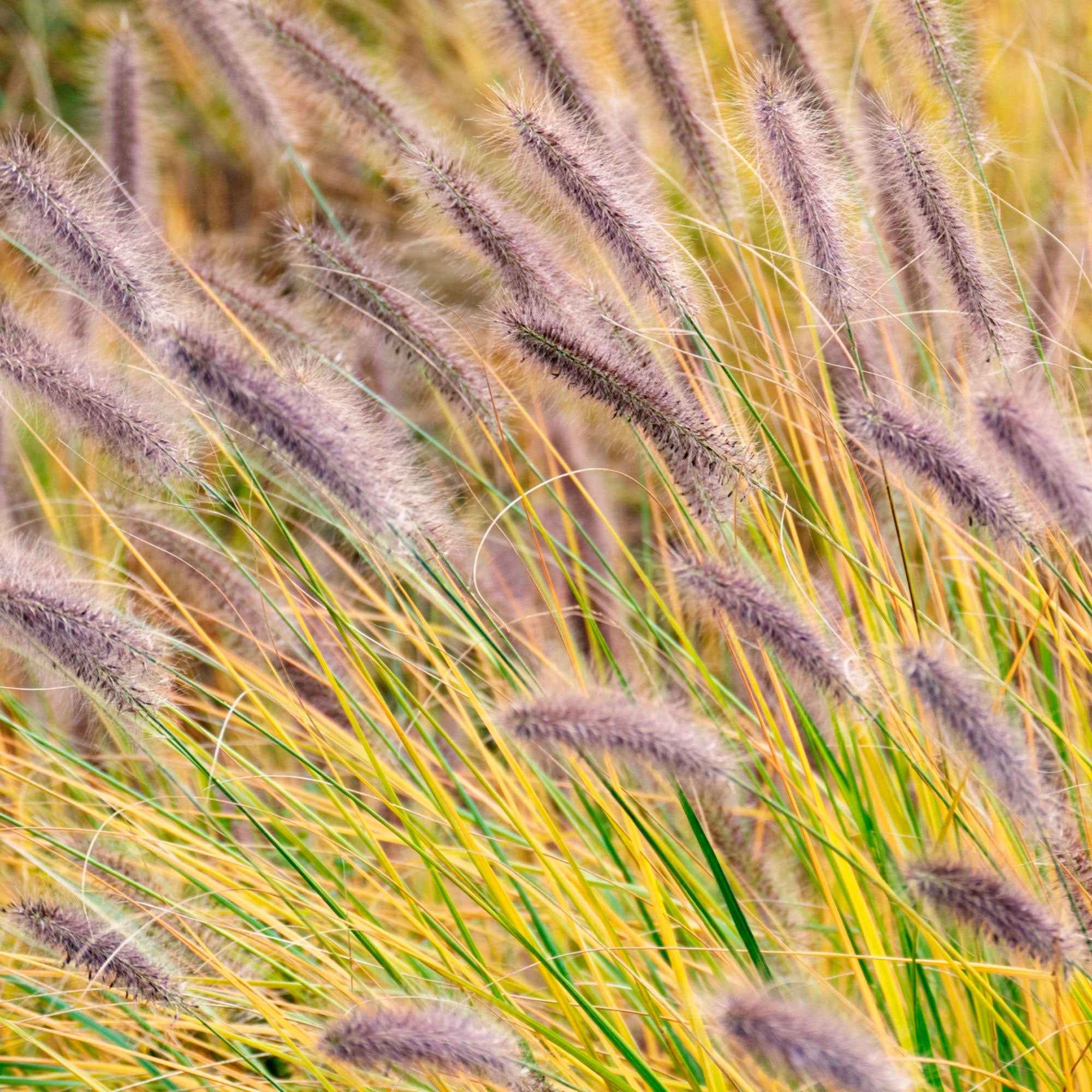 Herbe aux écouvillons 'Viridescens' - Image 2