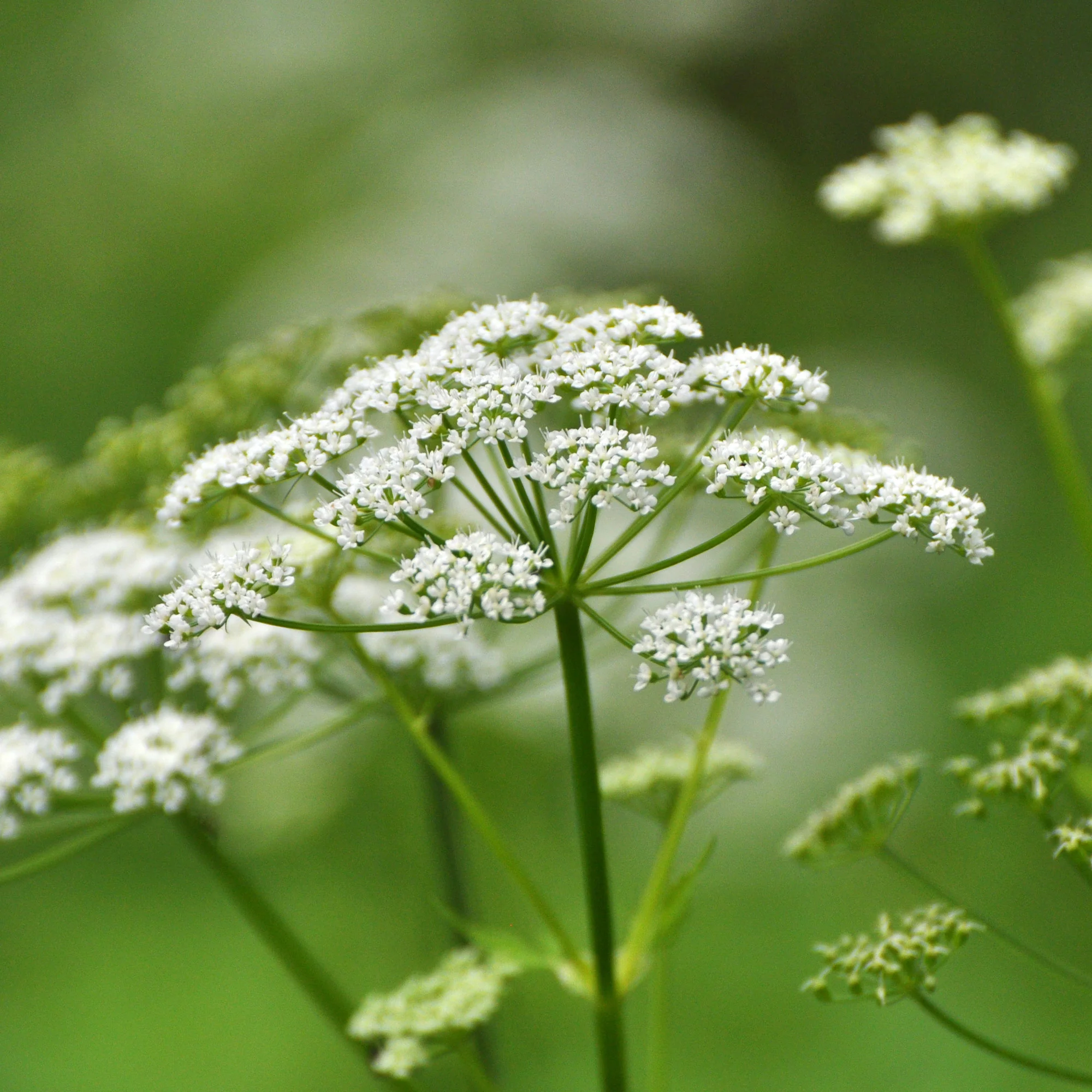 Herbe aux goutteux