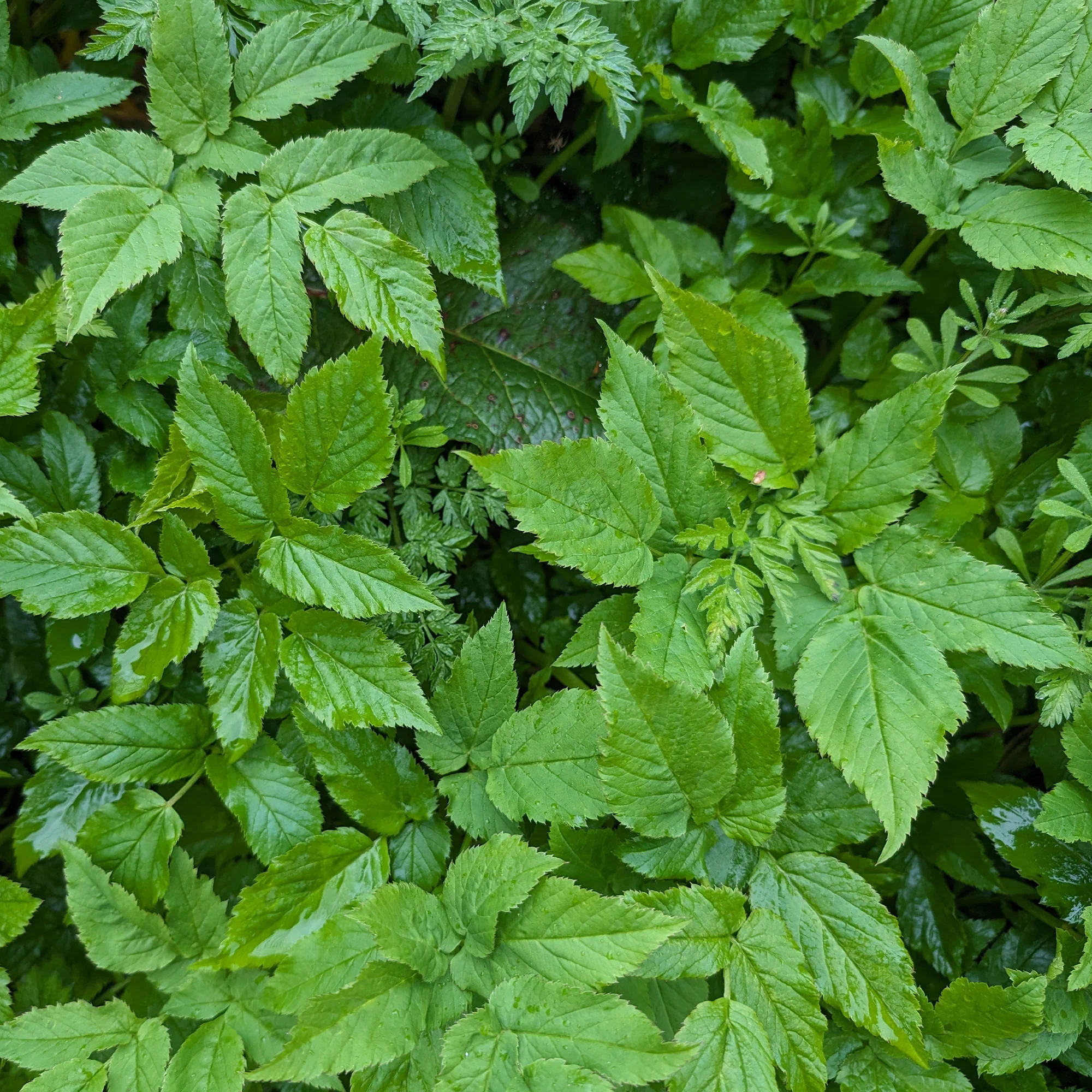 Herbe aux goutteux - Image 3